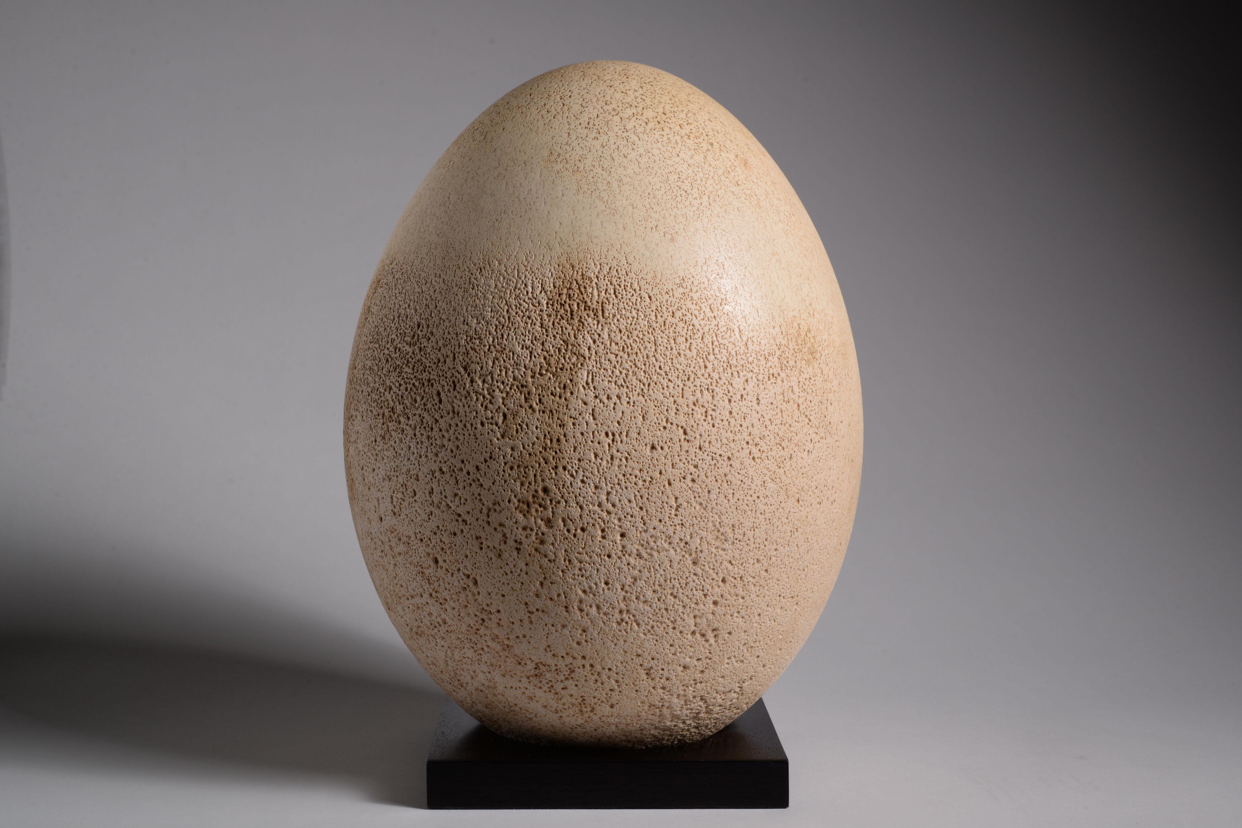 biggest bird egg