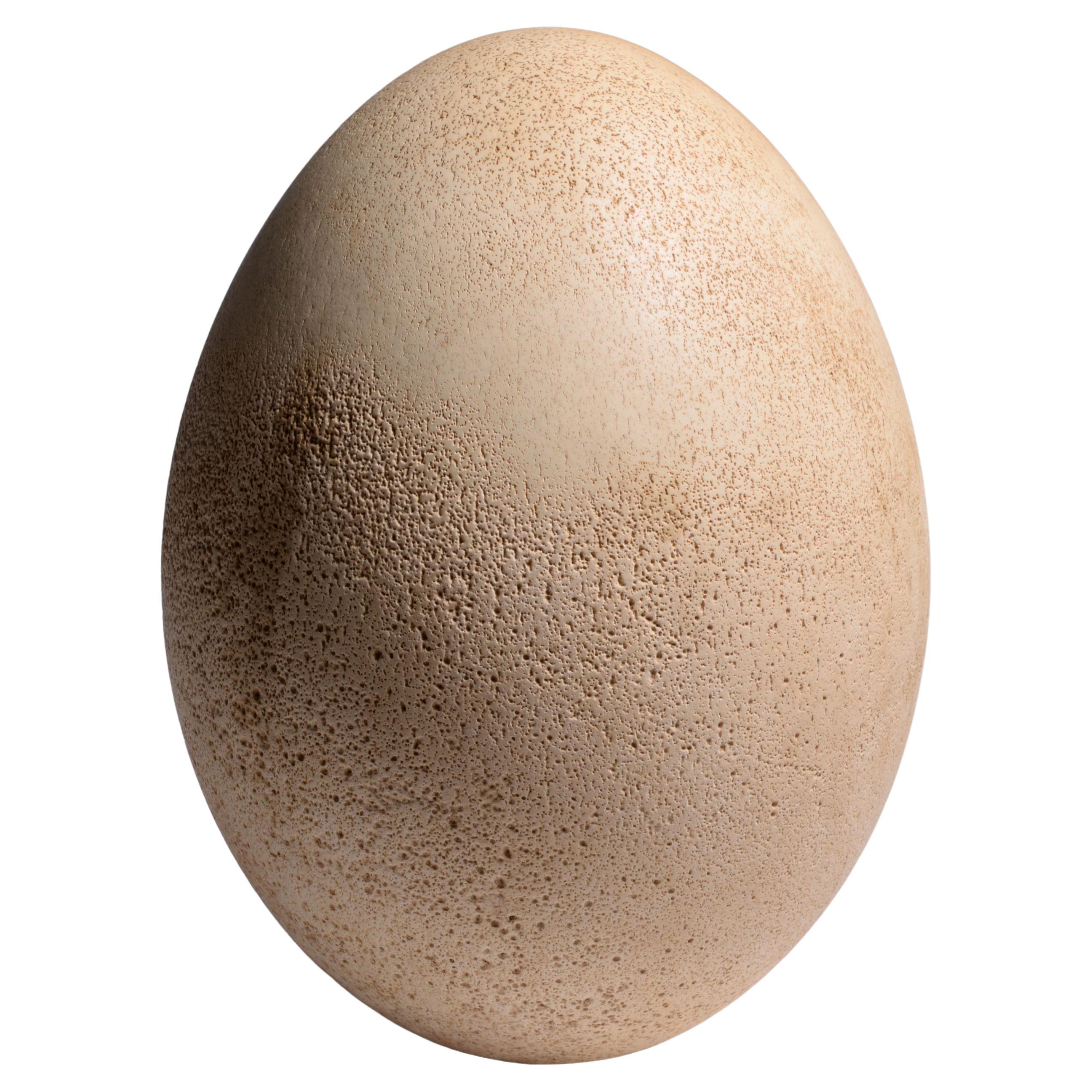 Largest Egg Ever Laid - Intact Elephant Bird Egg at 1stDibs