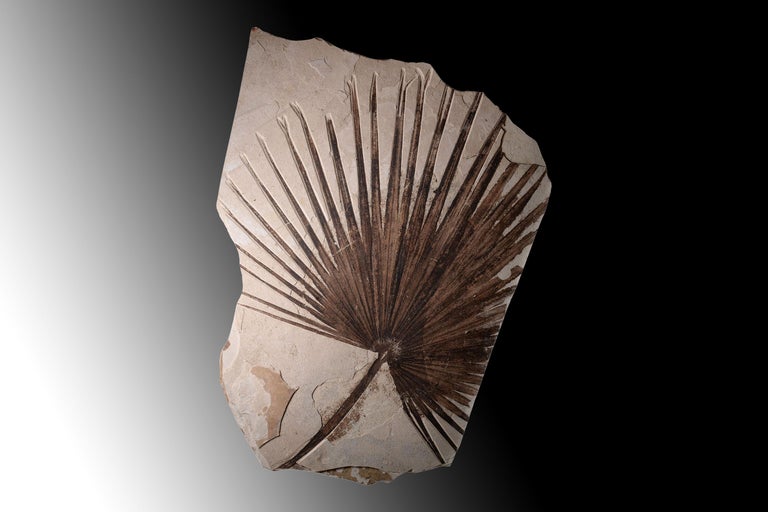 Giant Green River Palm Frond Fossil Leaf For Sale at 1stdibs