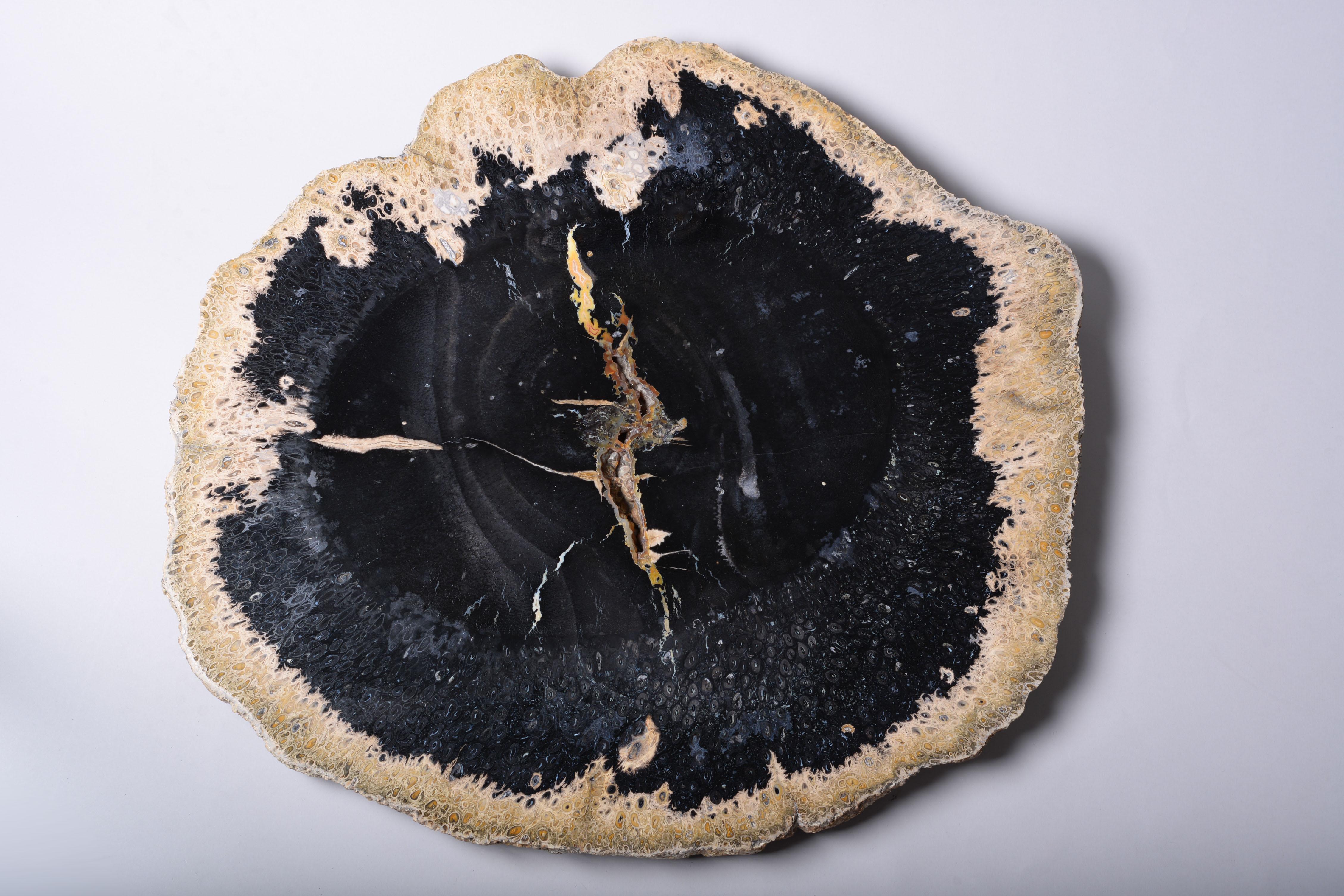 Giant Jet Black Petrified Palm Wood Fossil 4
