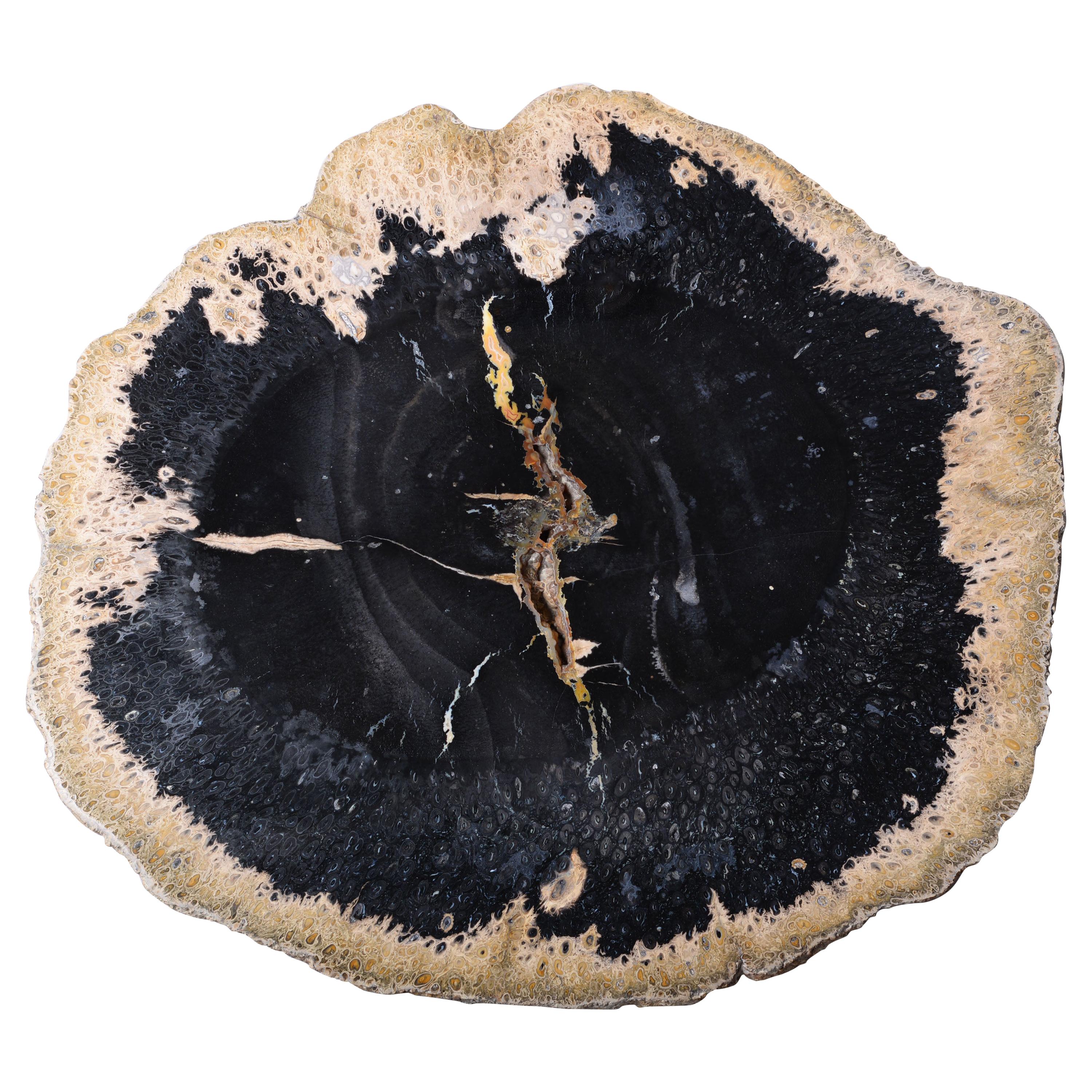 Giant Jet Black Petrified Palm Wood Fossil