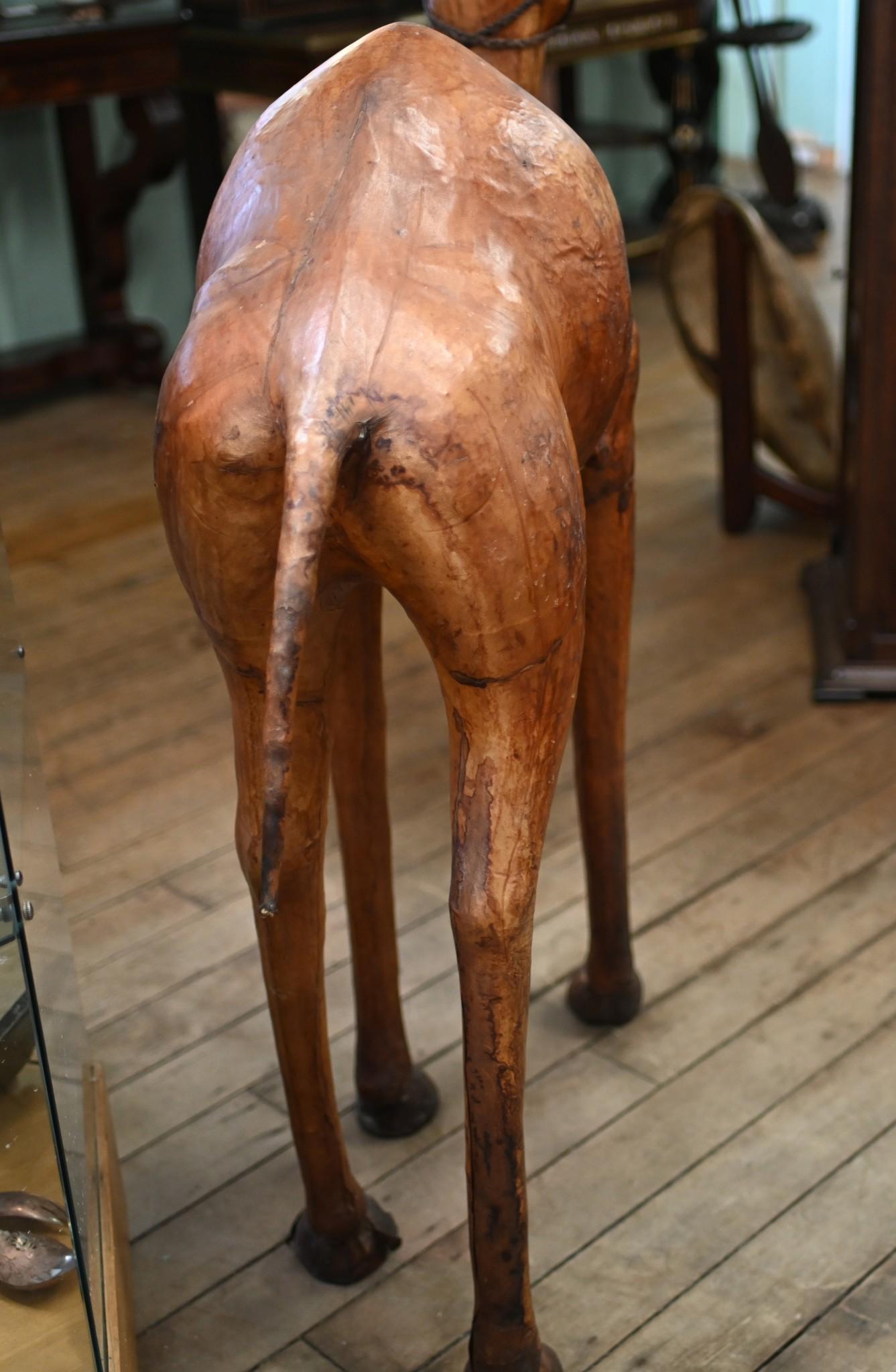 You are viewing a gorgeous leather camel by Liberty's of London
The main unique feature of this piece is its size - 53 inches tall / 134 CM
The camel has been carved from wood then finished in leather
Also - and this is rare - comes with it's