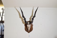 Giant Lord Derby Eland 'Taurotragus Derbianus', Africa, Early 20th Century