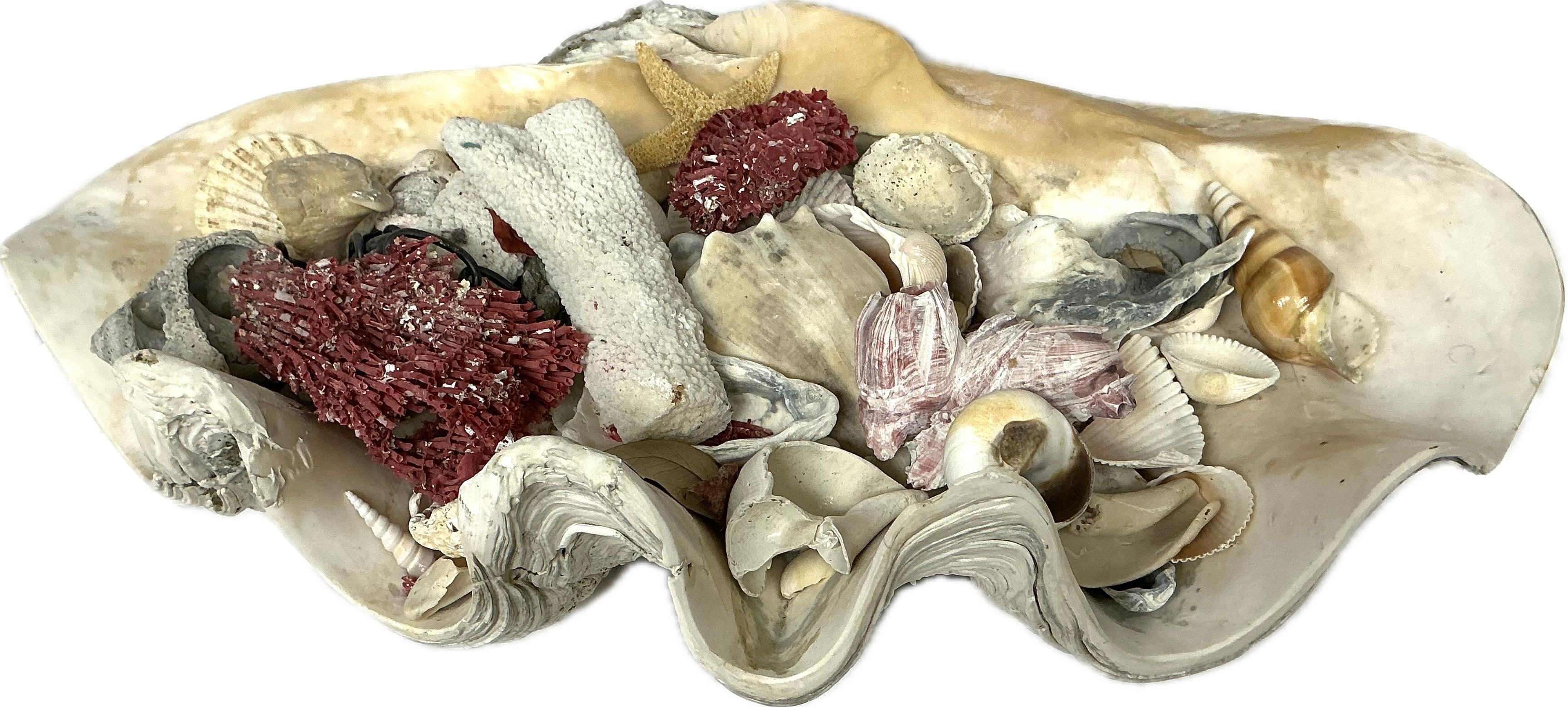 Il s'agit d'un grand spécimen de 22 pouces de splendide coquille de palourde géante naturelle provenant des mers du Pacifique Sud, qui présente des bords profondément festonnés, des détails exceptionnels et une surface calcifiée lumineuse. Clam