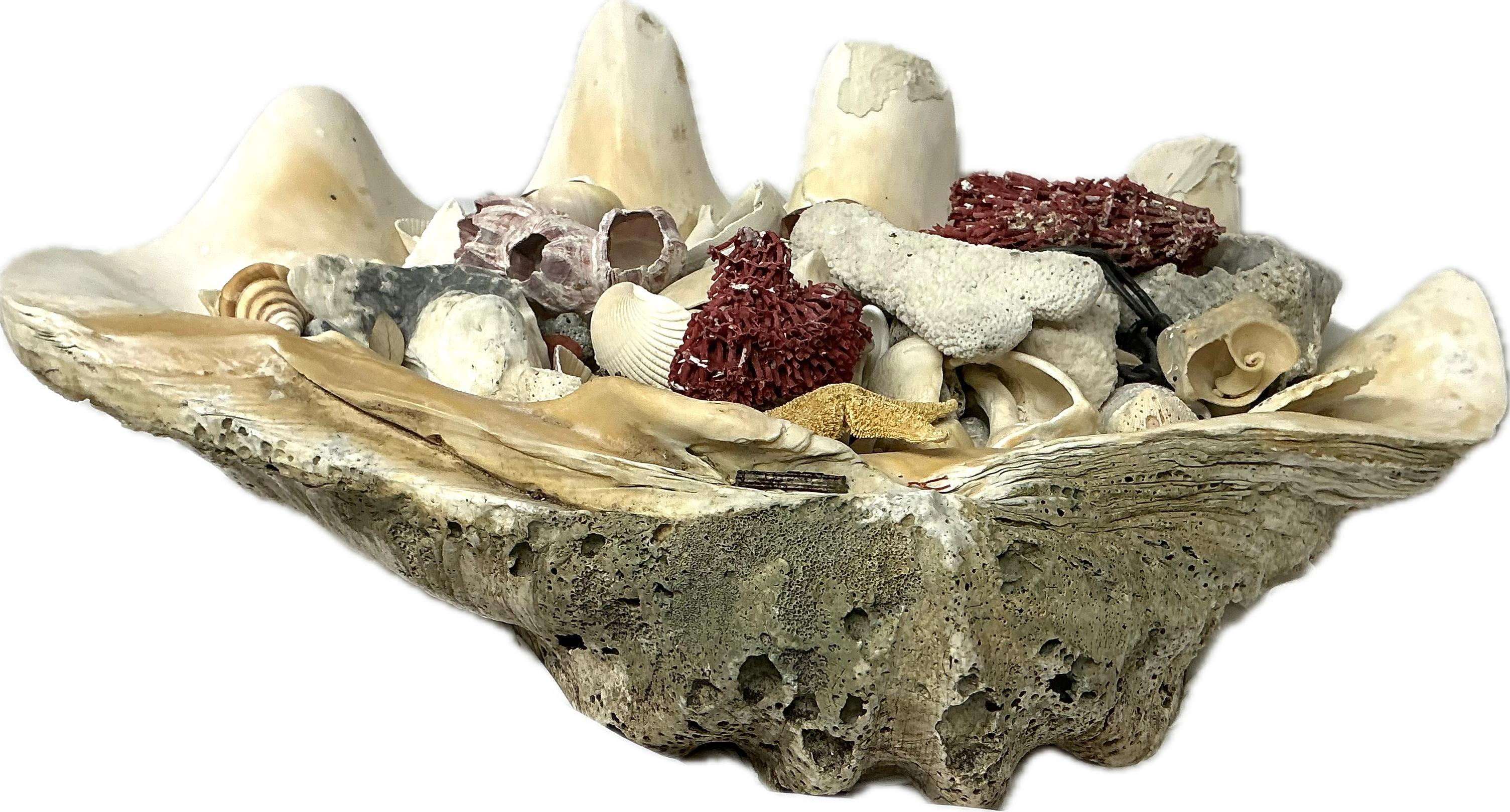 Organique Coquille de palourde géante naturelle remplie de spécimens de vie marine assortis    #3 en vente