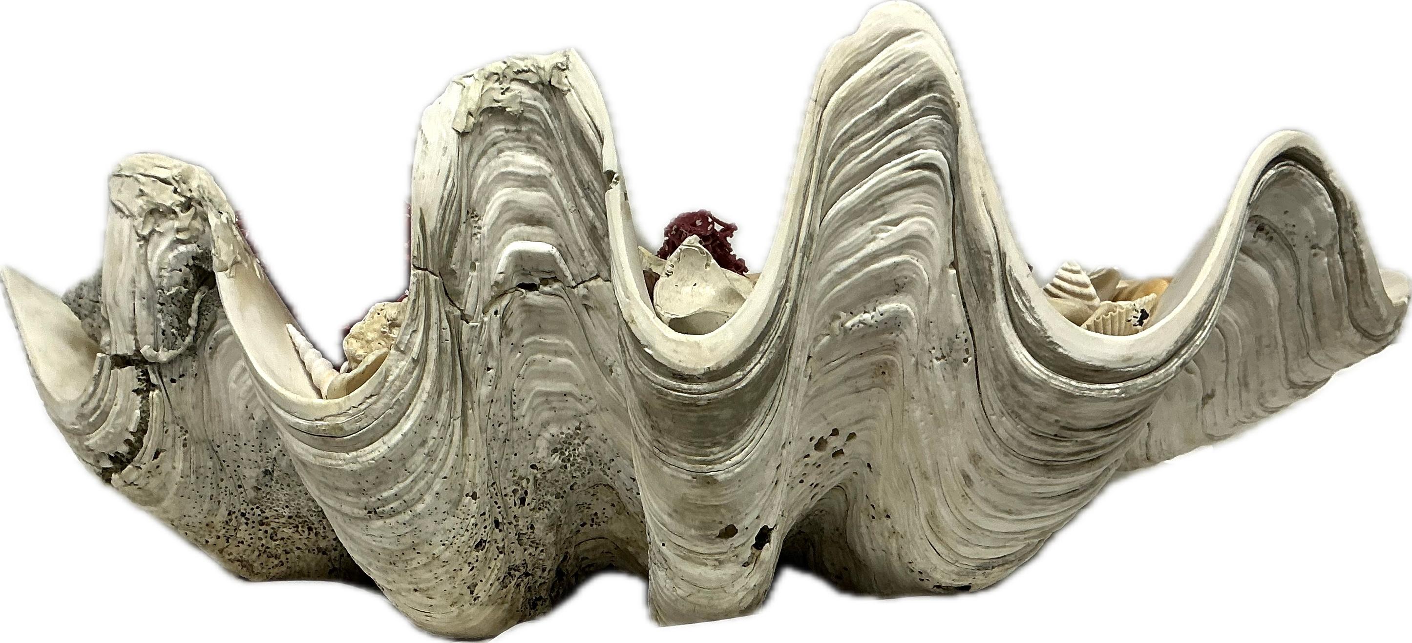 Sud-asiatique Coquille de palourde géante naturelle remplie de spécimens de vie marine assortis    #3 en vente