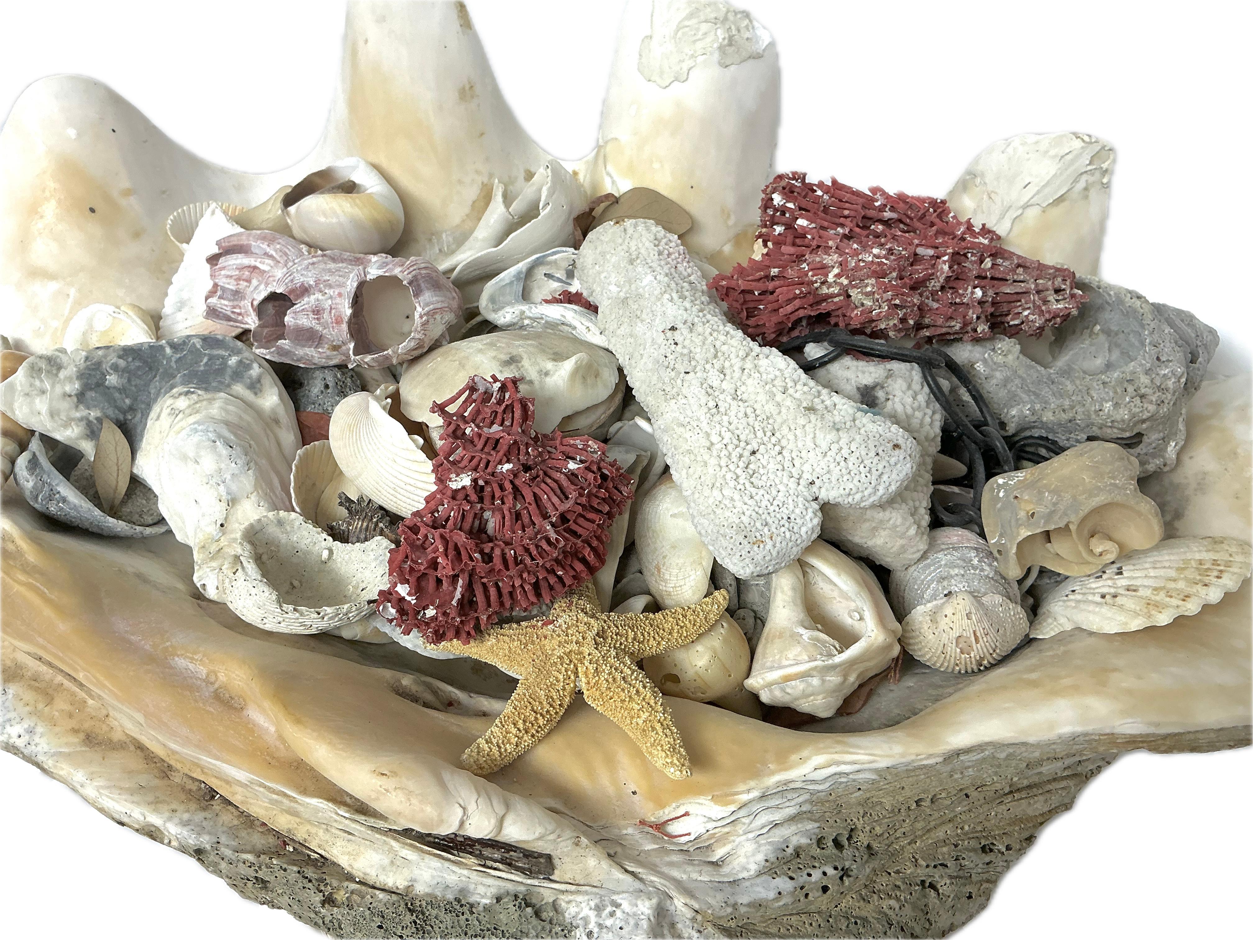 Coquille de palourde géante naturelle remplie de spécimens de vie marine assortis    #3 Bon état - En vente à Bradenton, FL