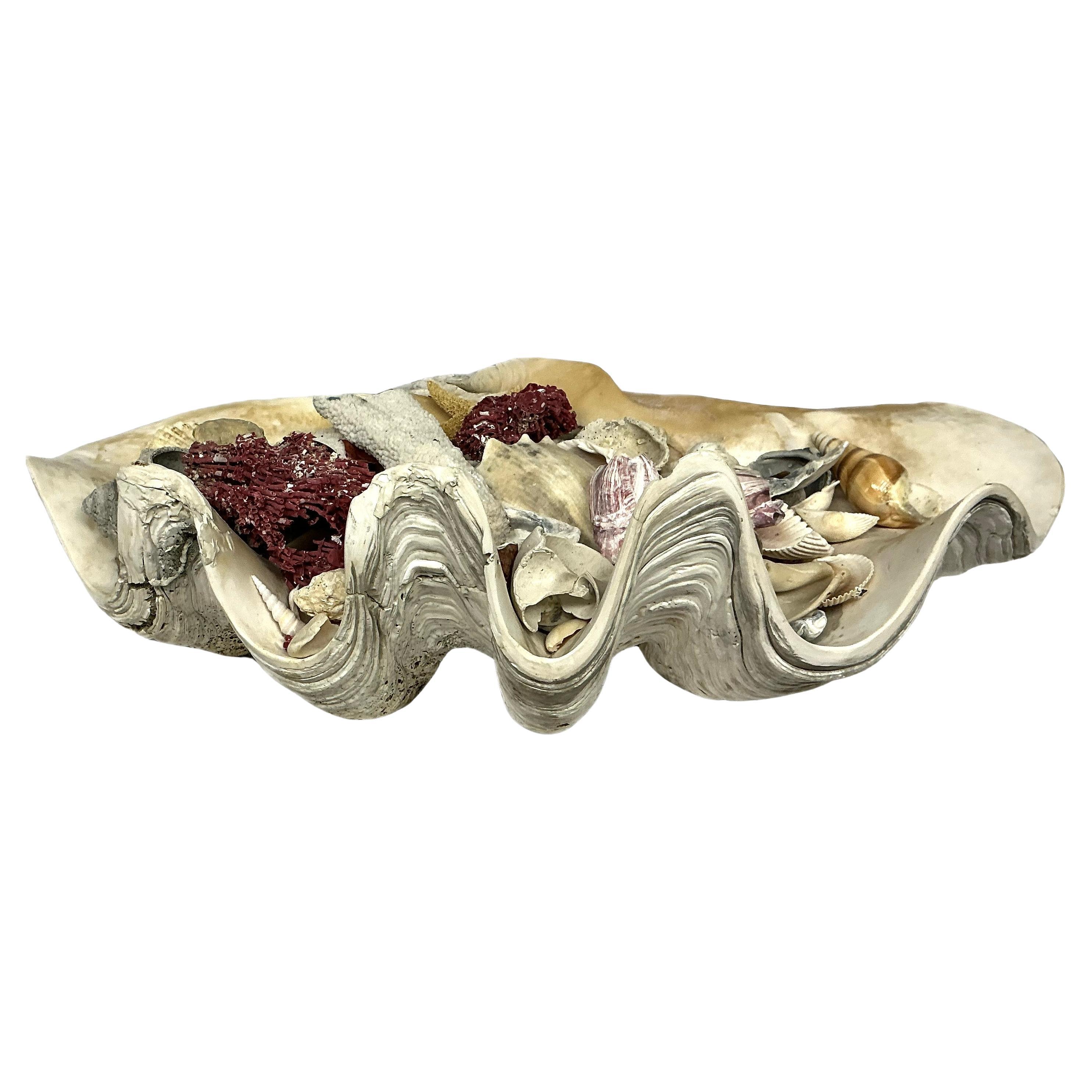 Coquille de palourde géante naturelle remplie de spécimens de vie marine assortis    #3 en vente