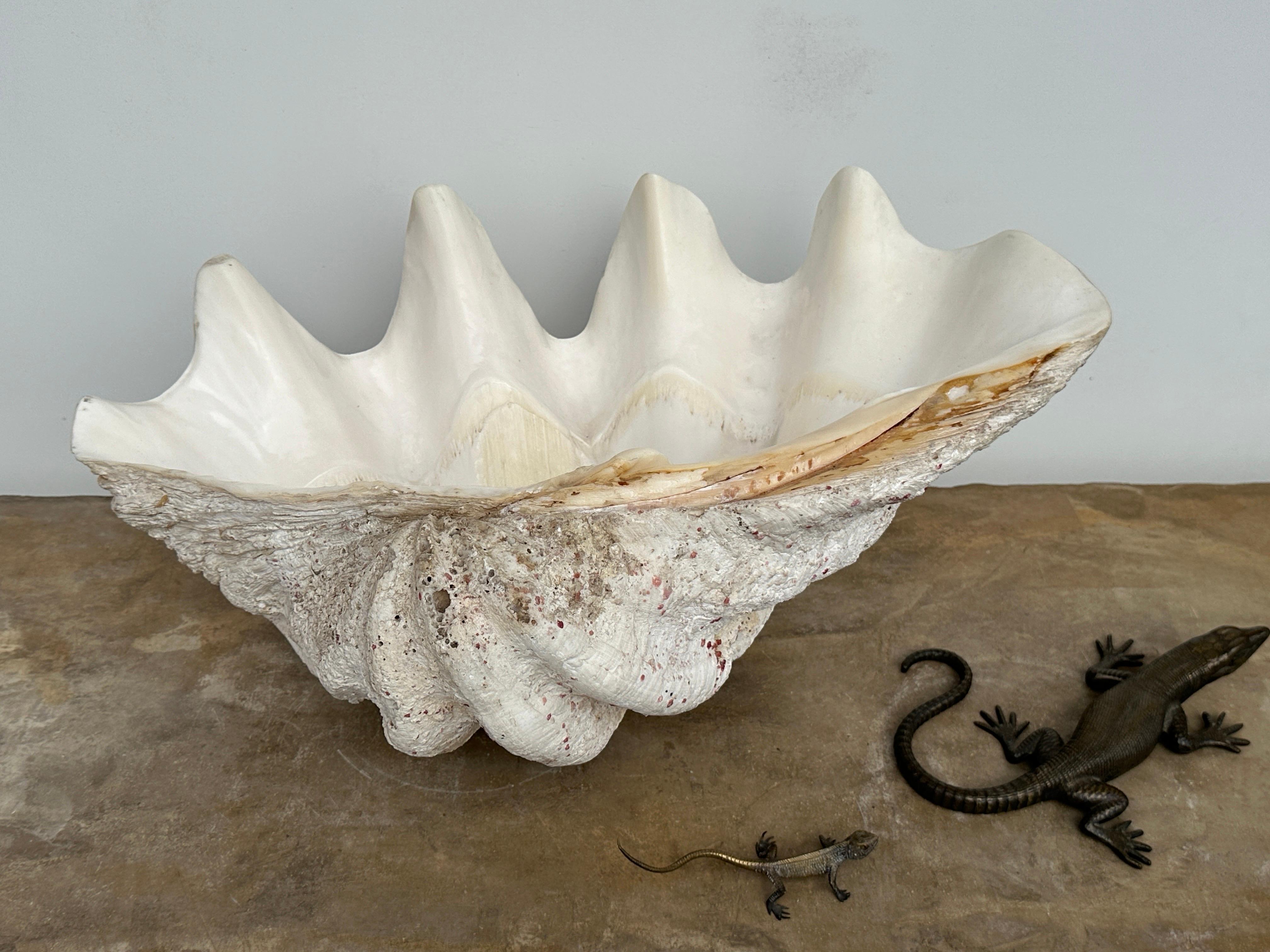 Giant Natural Clam Shell  For Sale 5