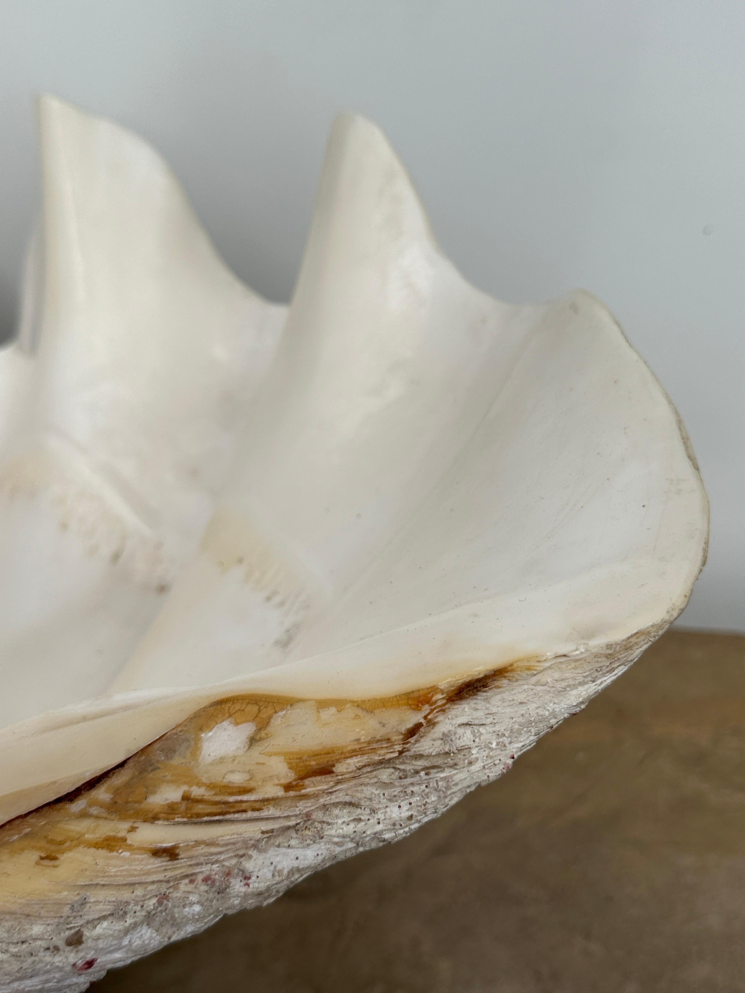Giant Natural Clam Shell  For Sale 9