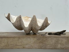 Giant Natural Clam Shell