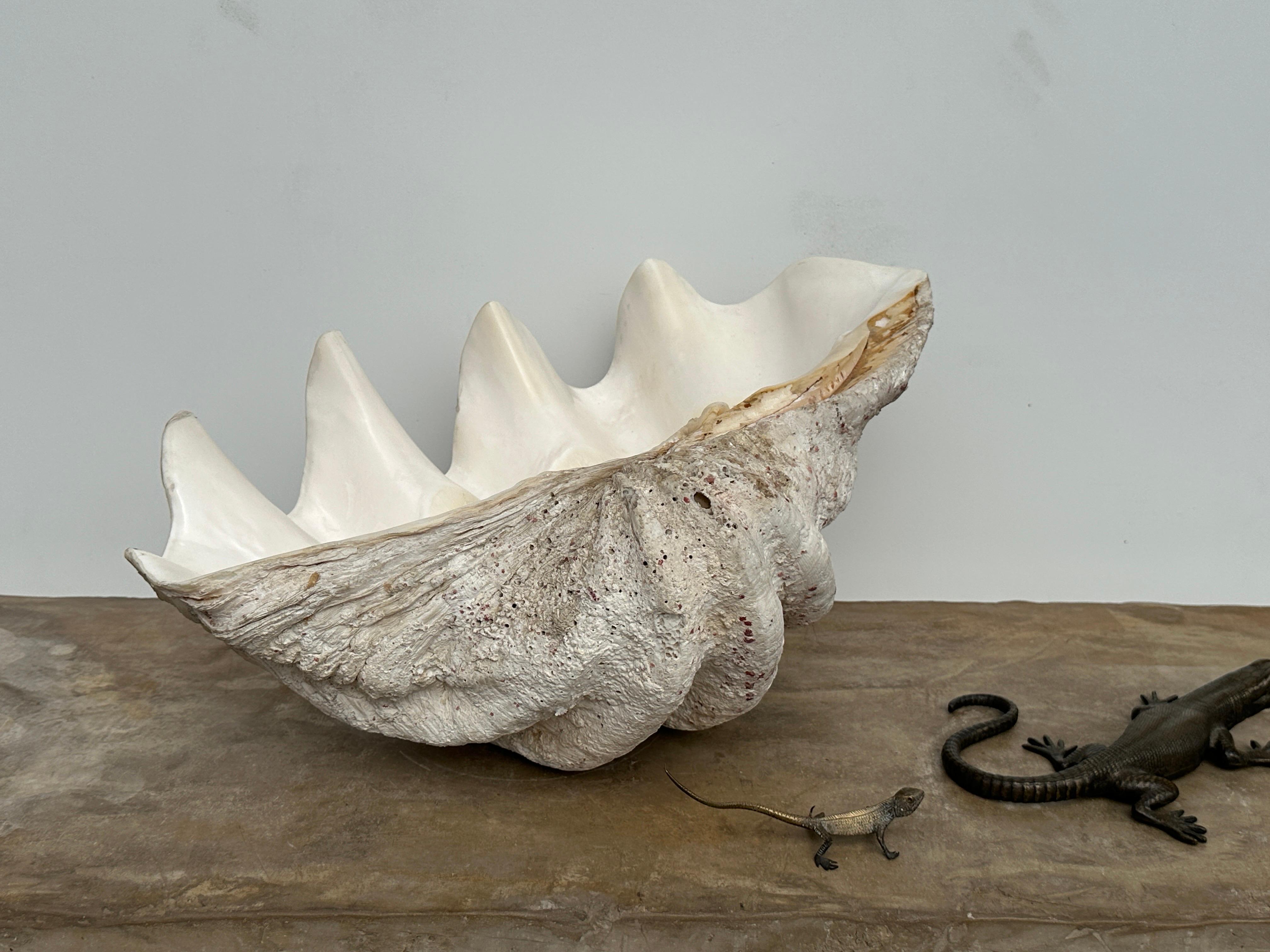Mid-20th Century Giant Natural Clam Shell  For Sale