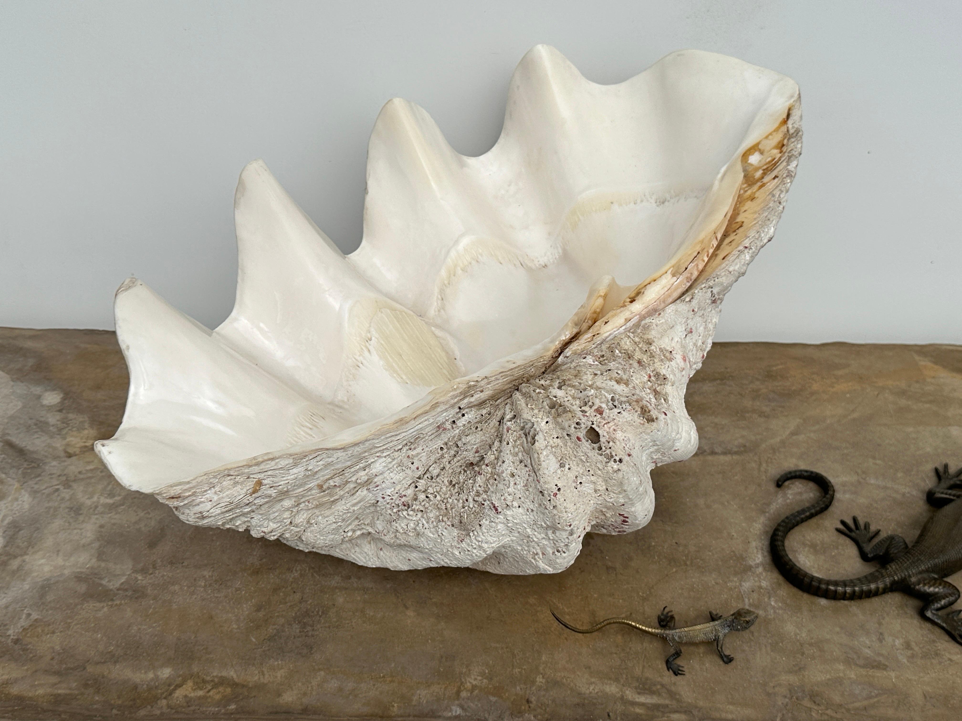 Giant Natural Clam Shell  For Sale 1