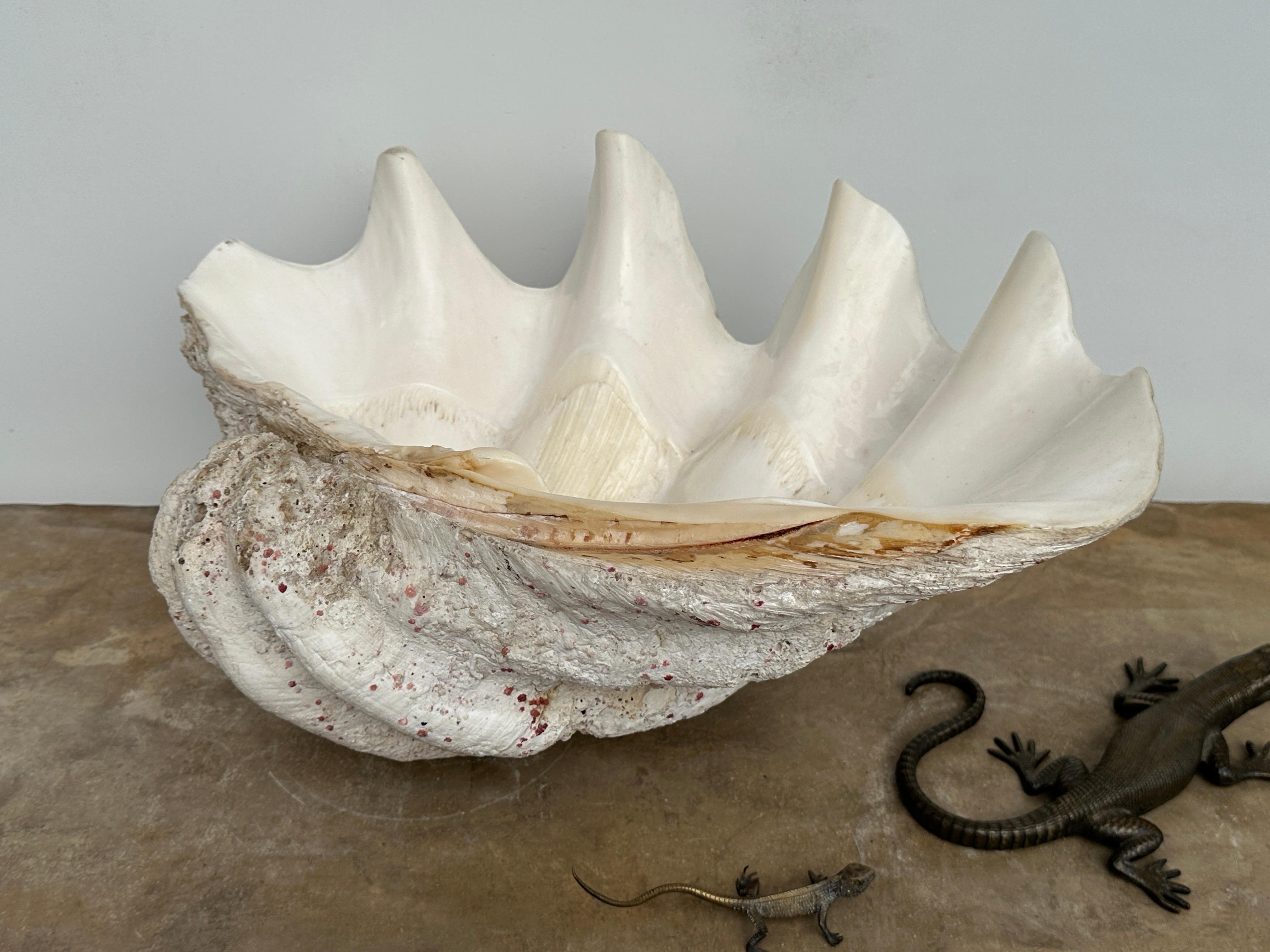 Giant Natural Clam Shell  For Sale 3