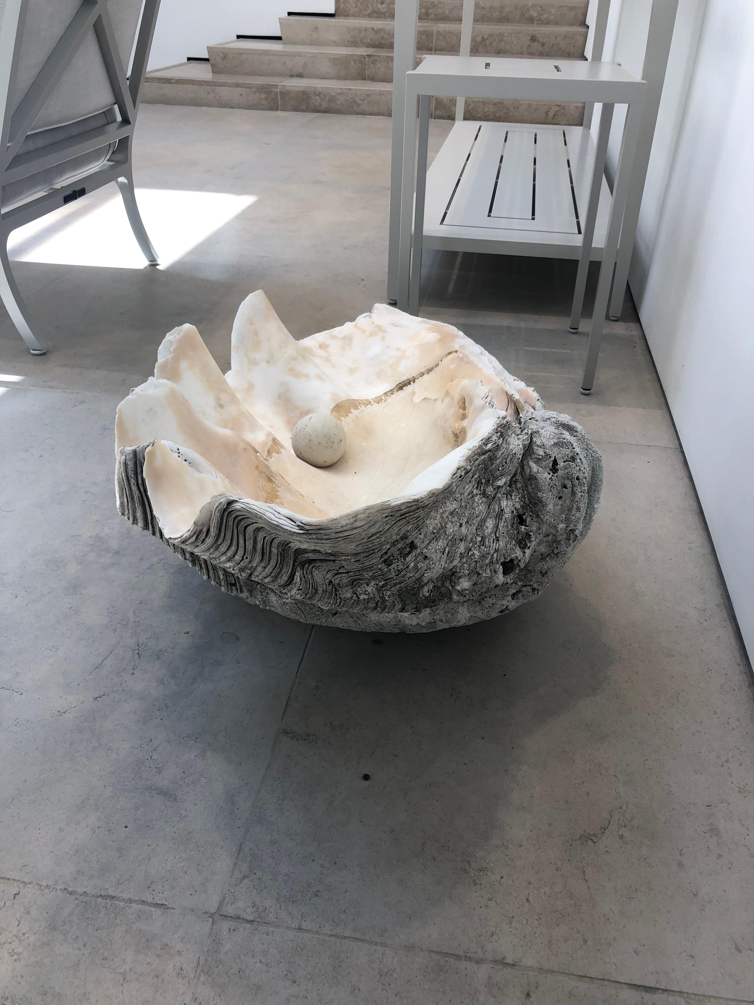 giant clam shell for sale