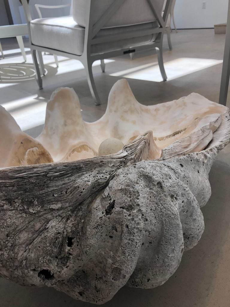 20th Century Giant Natural Clam Shell Specimen For Sale