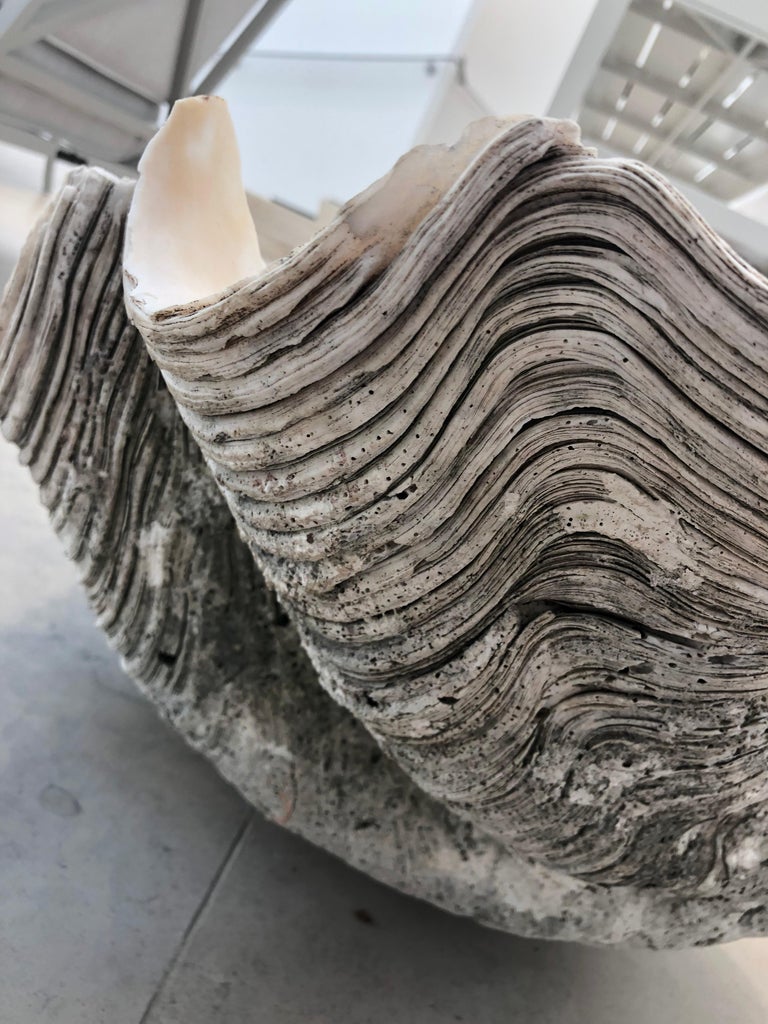 Giant Natural Clam Shell Specimen For Sale 1