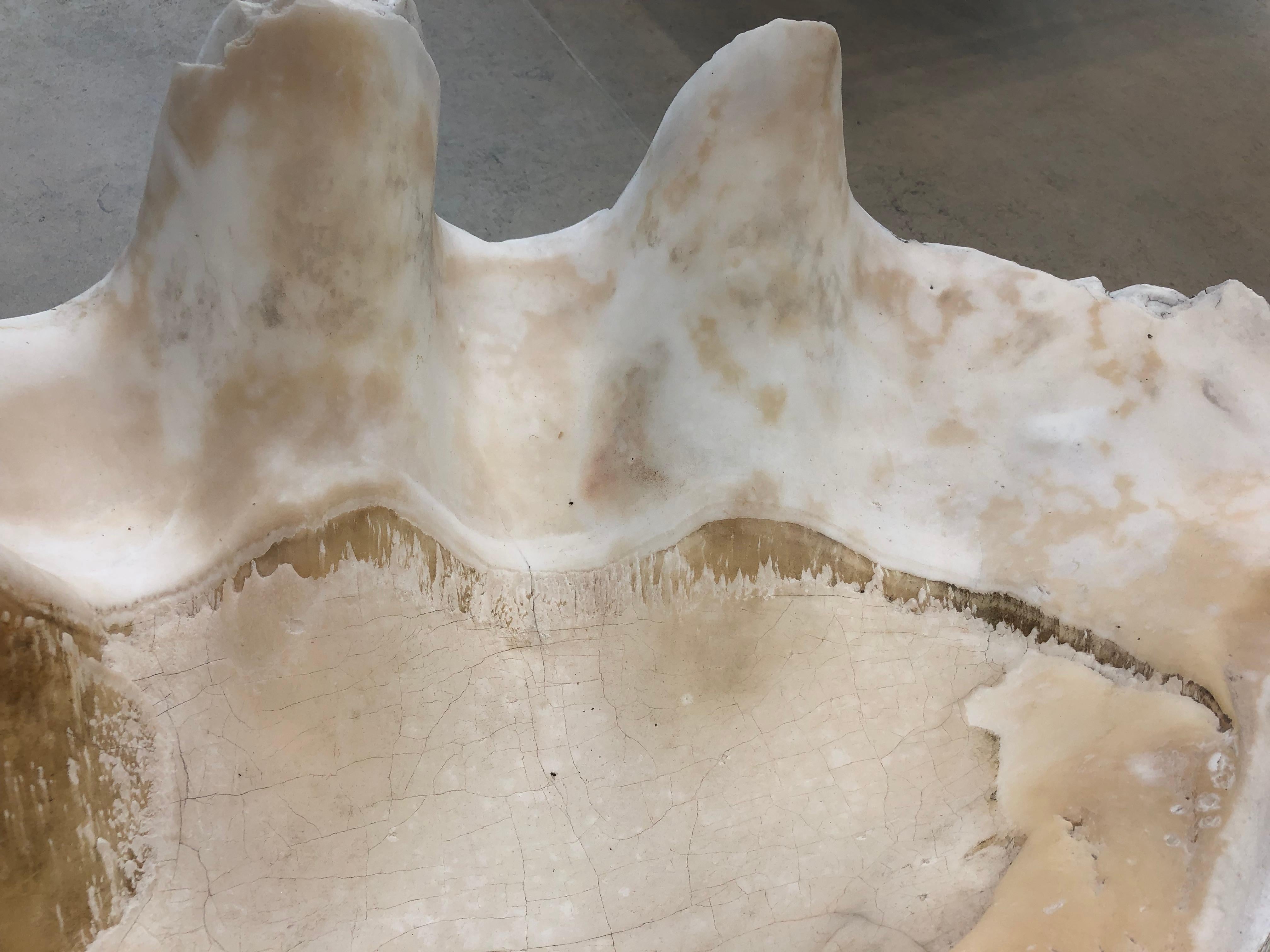 Giant Natural Clam Shell Specimen In Good Condition In  Richmond, VA