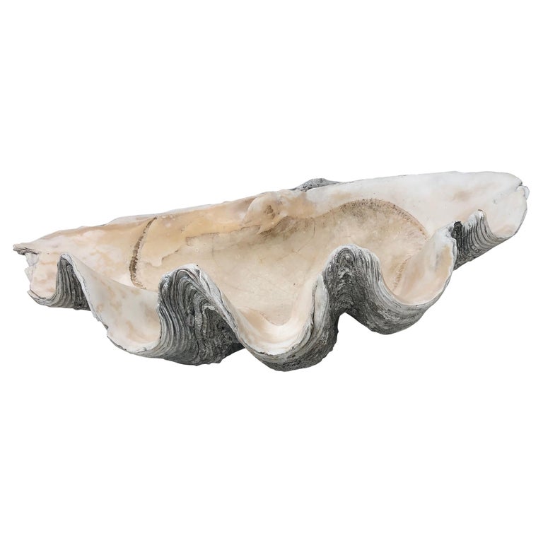 Giant Natural Clam Shell Specimen For Sale