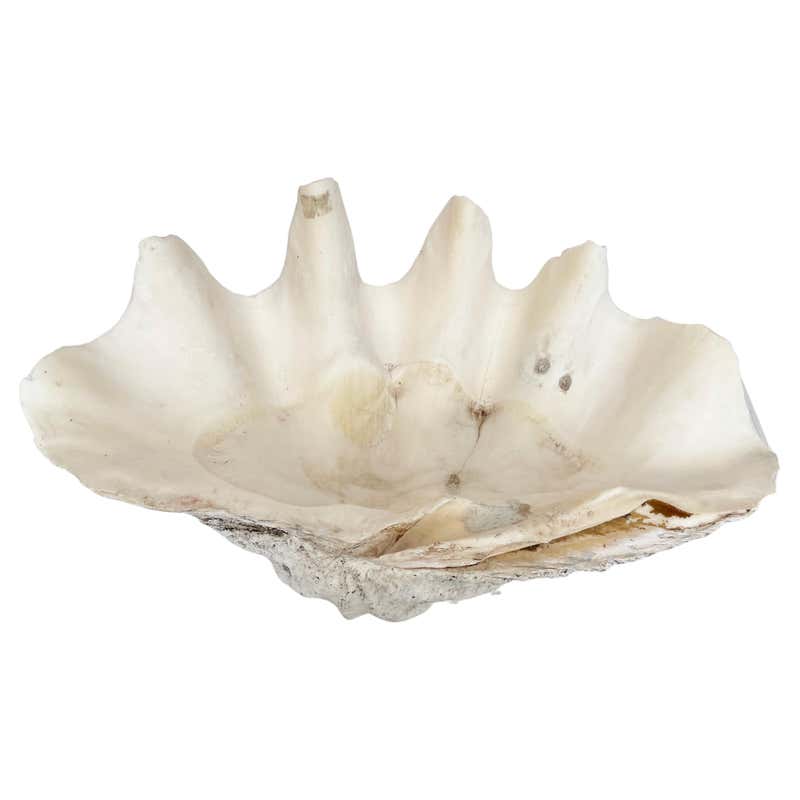 Material Clam Shell Natural Clam Shell For Sale at 1stDibs