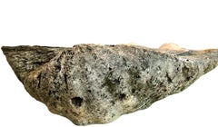 Giant Natural Fossilized Clam Shell