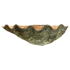 Giant Natural Fossilized Clam Shell