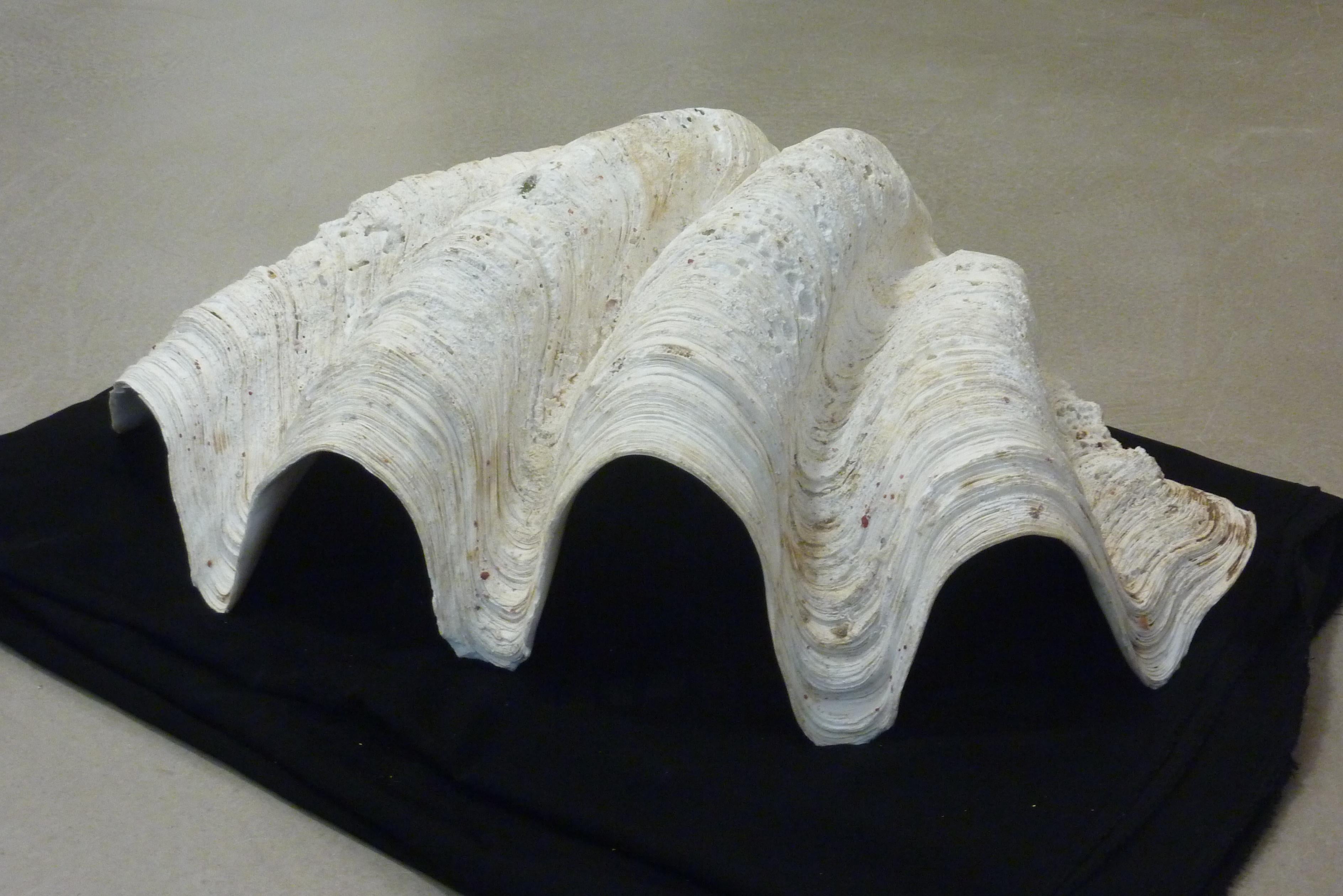 Giant Natural Scalloped South Pacific Tridacna Gigas Clam Shell In Good Condition In Groningen, NL