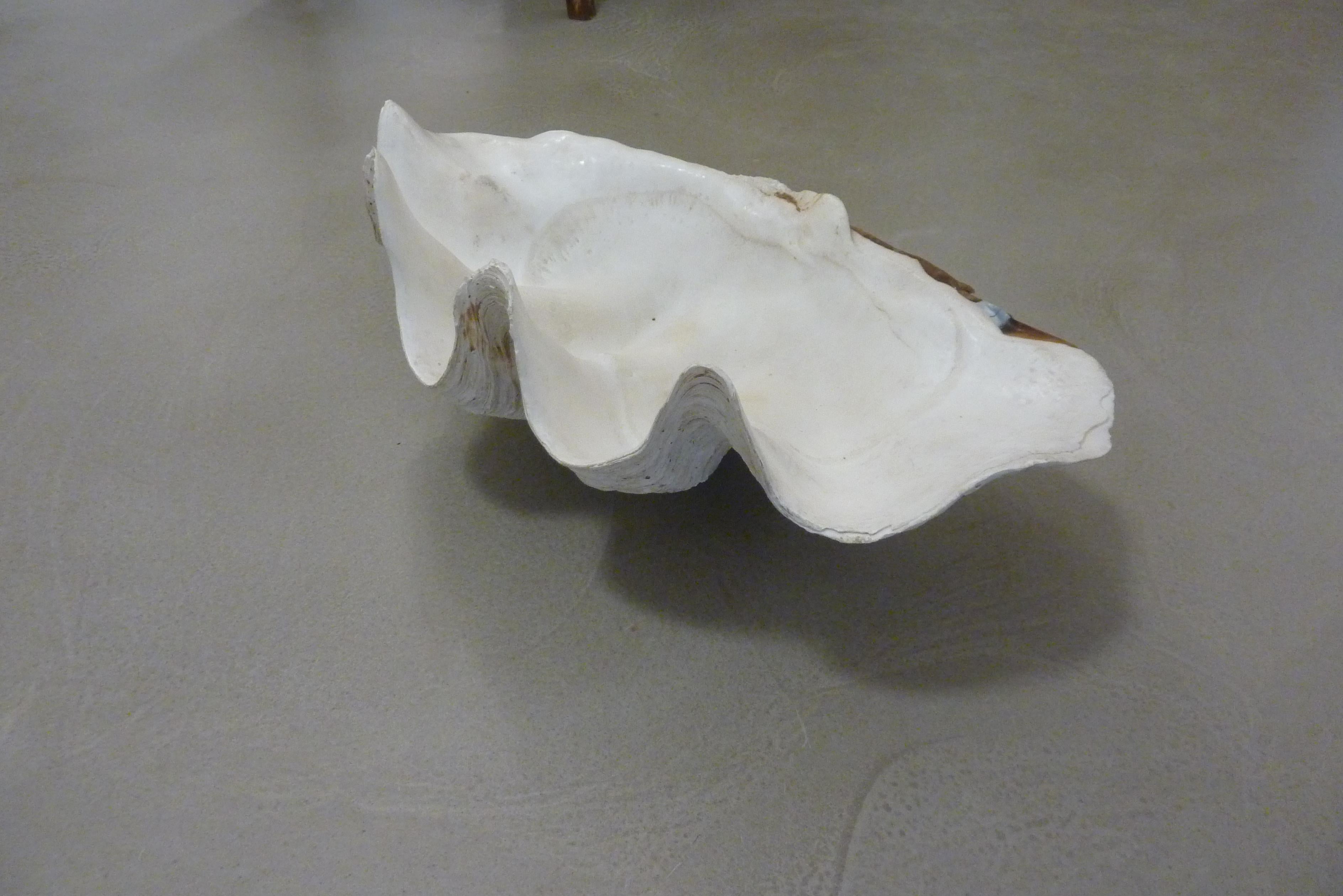 20th Century Giant Natural Scalloped South Pacific Tridacna Gigas Clam Shell