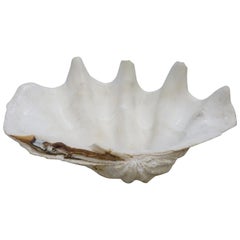 Giant Natural Scalloped South Pacific Tridacna Gigas Clam Shell