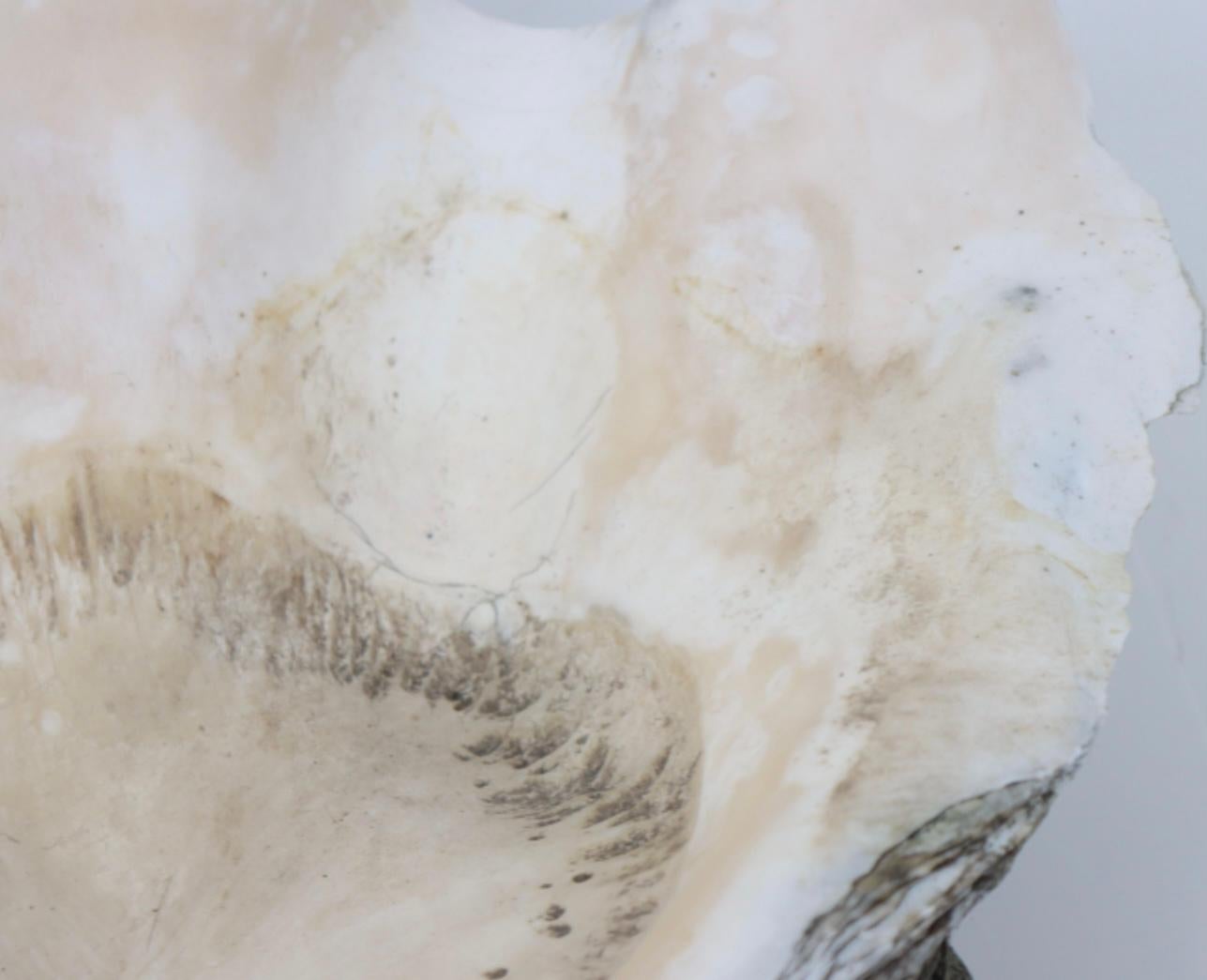 Géant  Spécimen naturel de coquille de palourde des mers du Sud en vente 2
