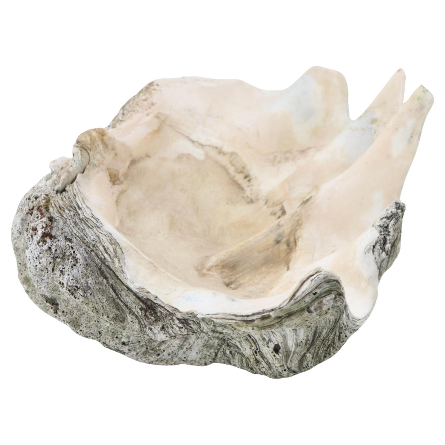 Asian Giant  Natural South Seas Clam Shell Specimen For Sale