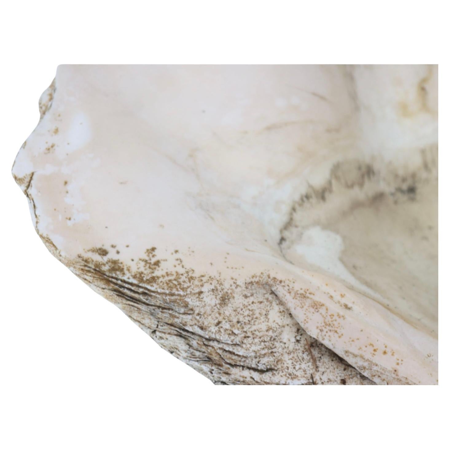 Giant  Natural South Seas Clam Shell Specimen For Sale 2