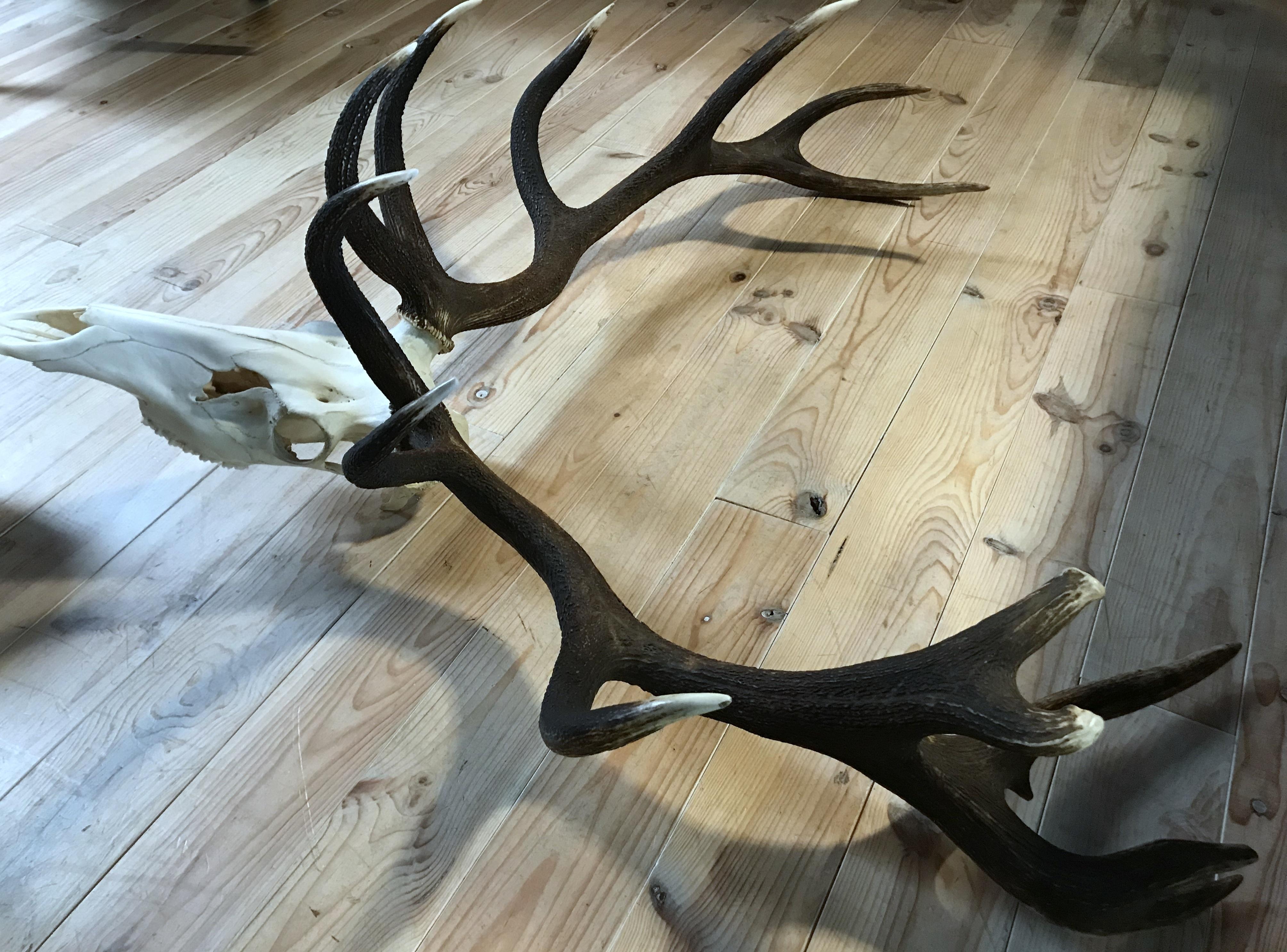 Giant pair of antlers of a Hungarian red stag. It is an extremely large and heavy specimen. The total weight is 8,8kg.