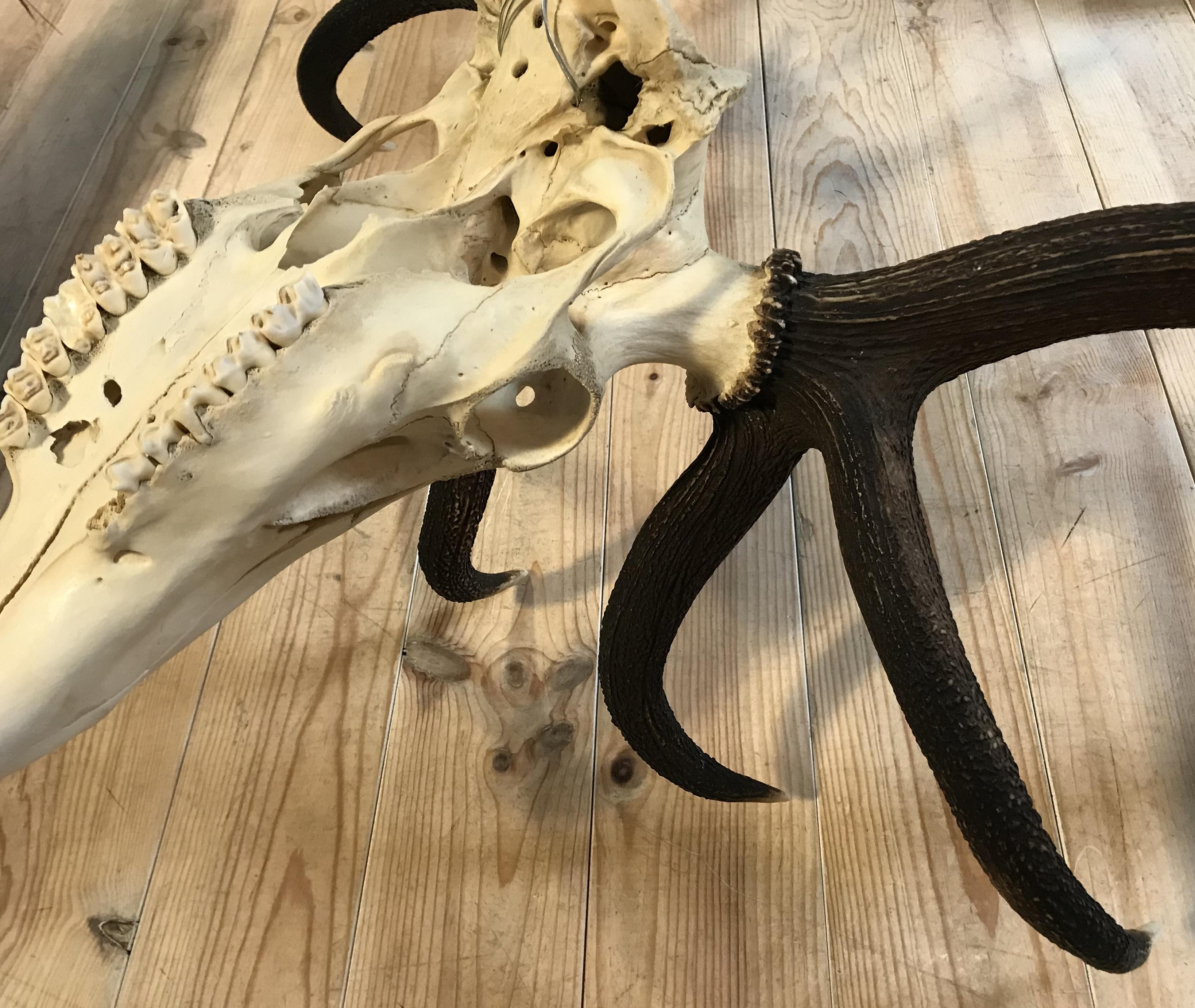 red stag horns