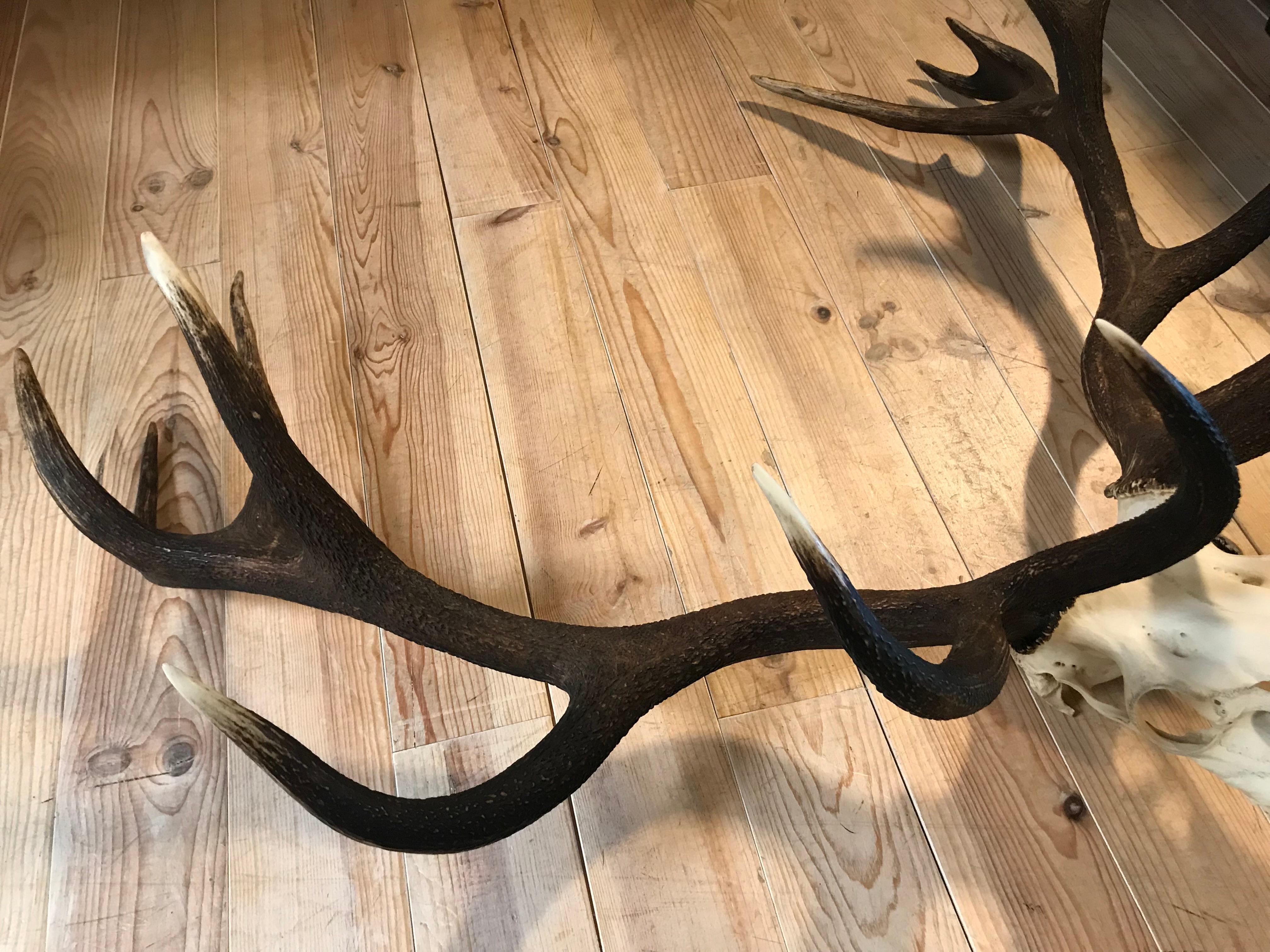 Giant Pair of Antlers of a Hungarian Red Stag In Good Condition For Sale In Eindhoven, NL