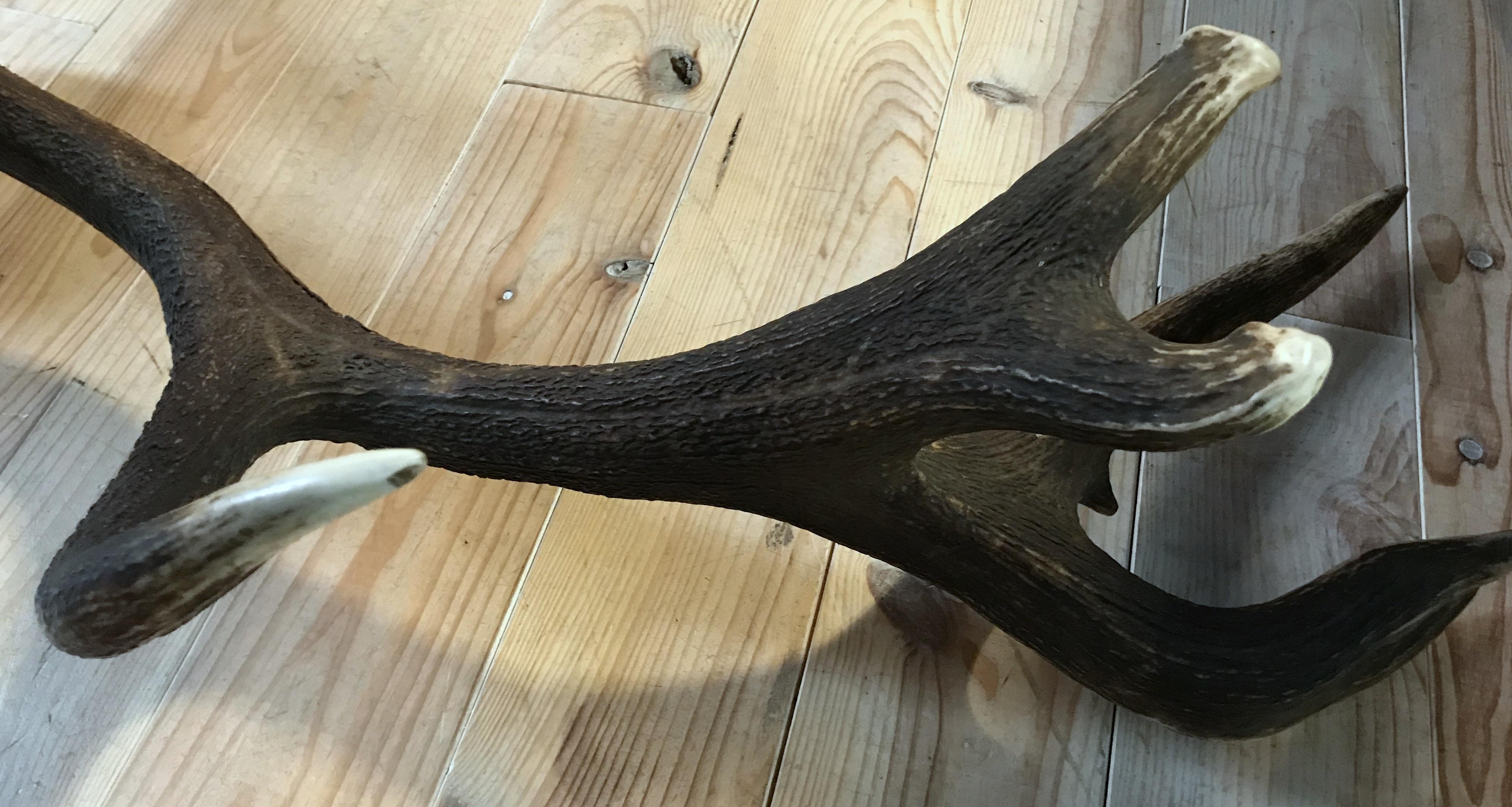 Contemporary Giant Pair of Antlers of a Hungarian Red Stag For Sale