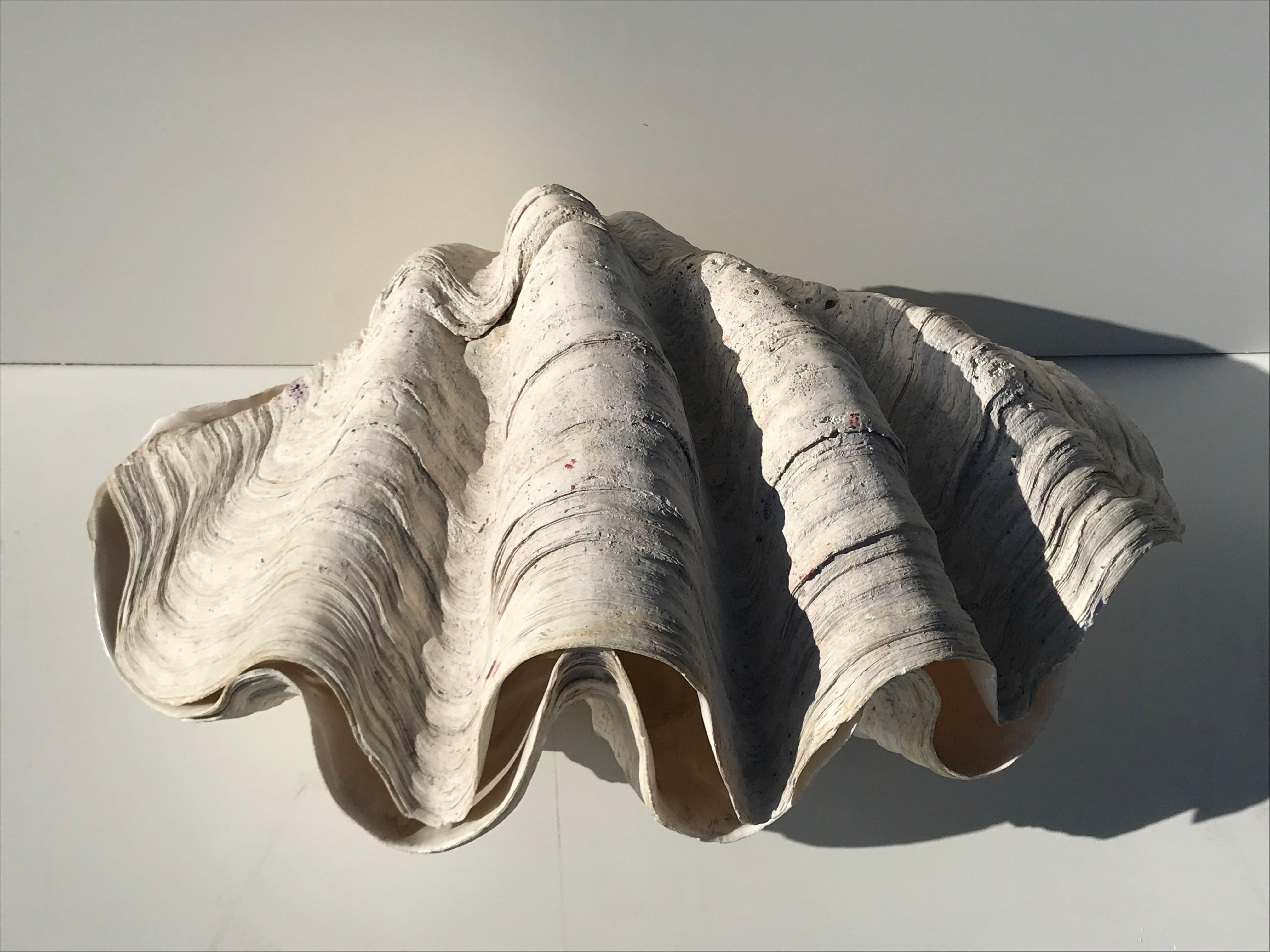 Pair of giant clam shells. When a shell gets this big it forms grotesque formation on the back but this pair is in pristine condition that belongs to a museum. Can be used as a planter or with a light inside as a decorative floor lamp. Last two