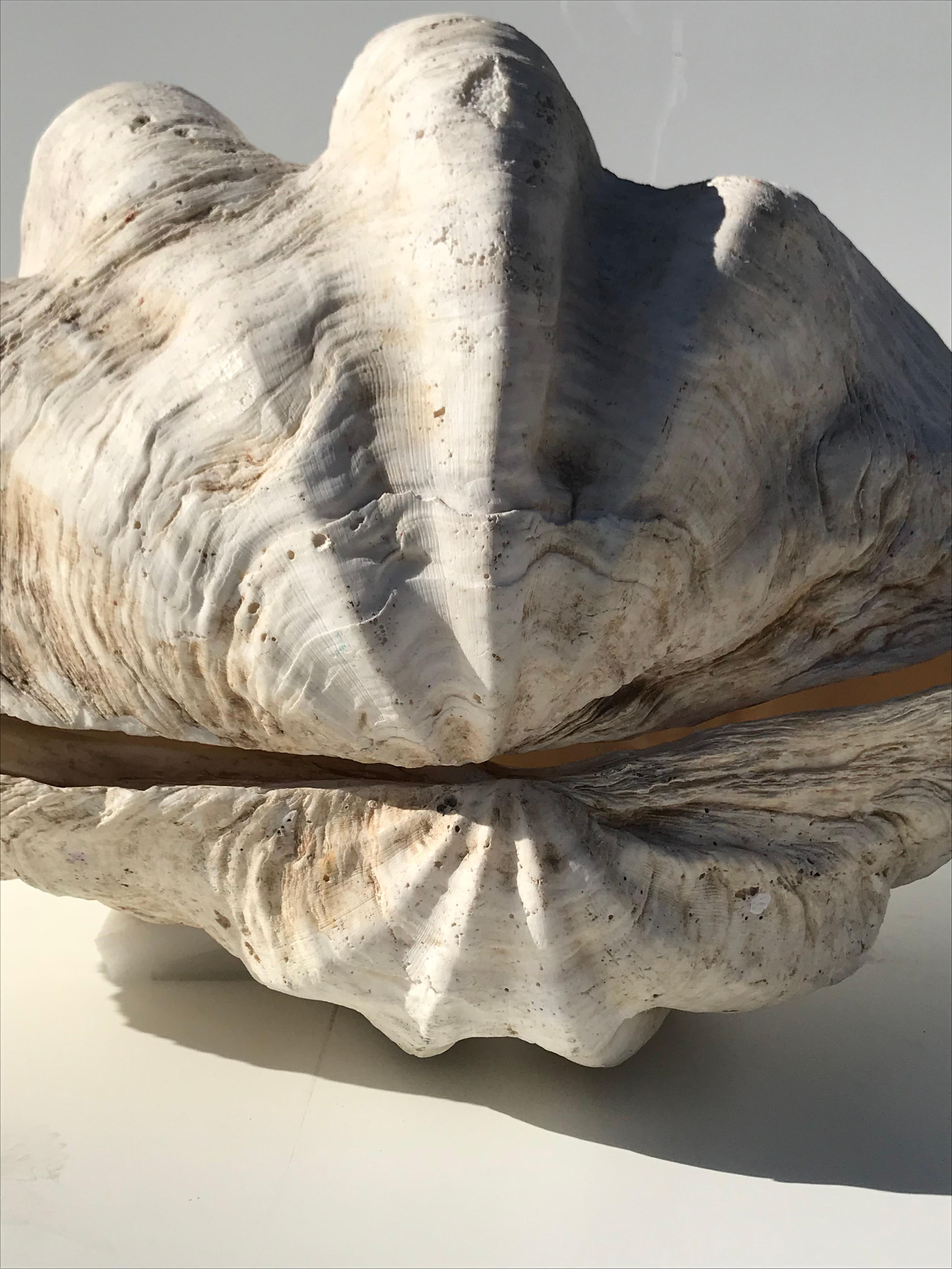 Late 20th Century Giant Pair of Clam Shell
