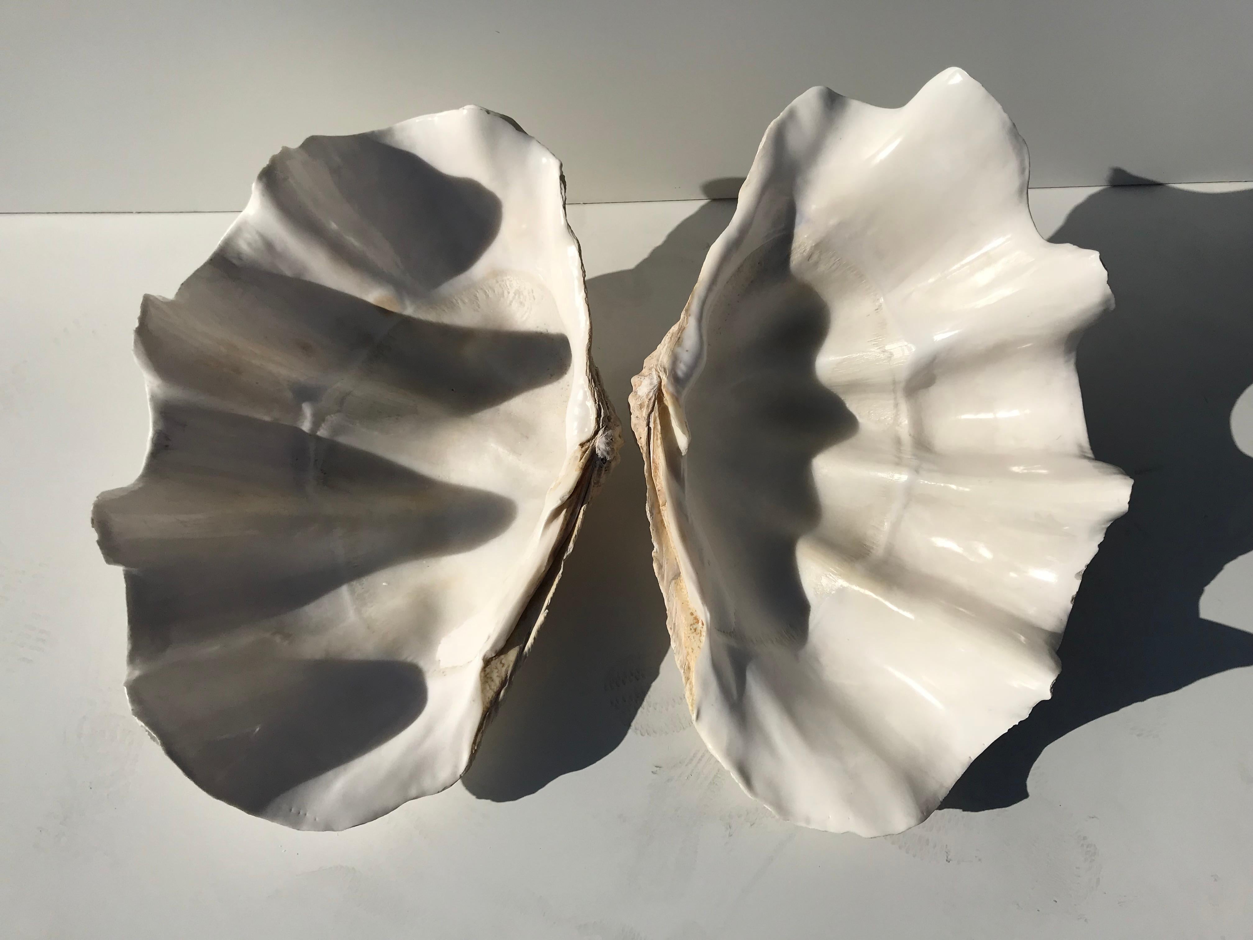 Giant Pair of Clam Shell 1