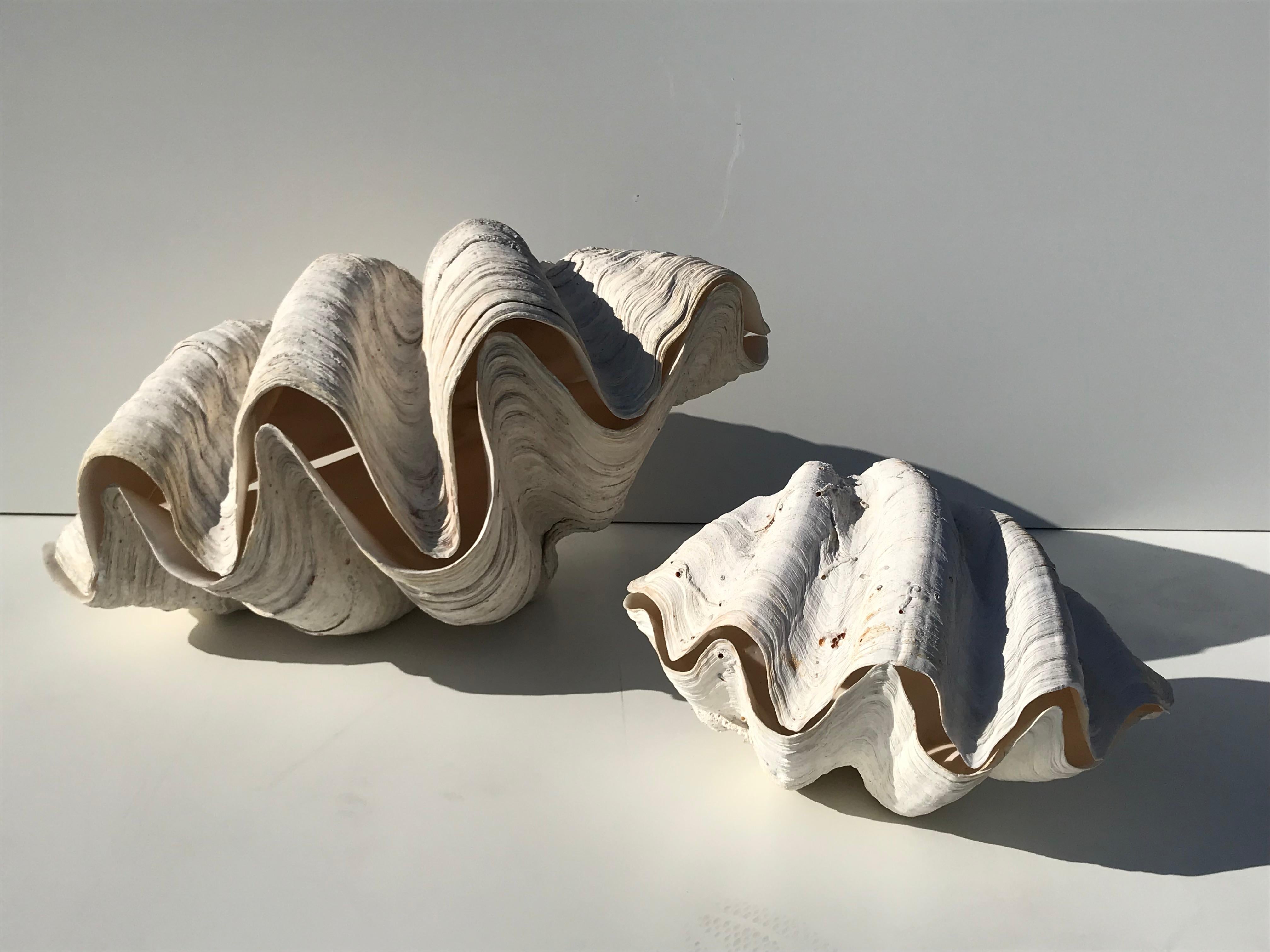 Giant Pair of Clam Shell 3