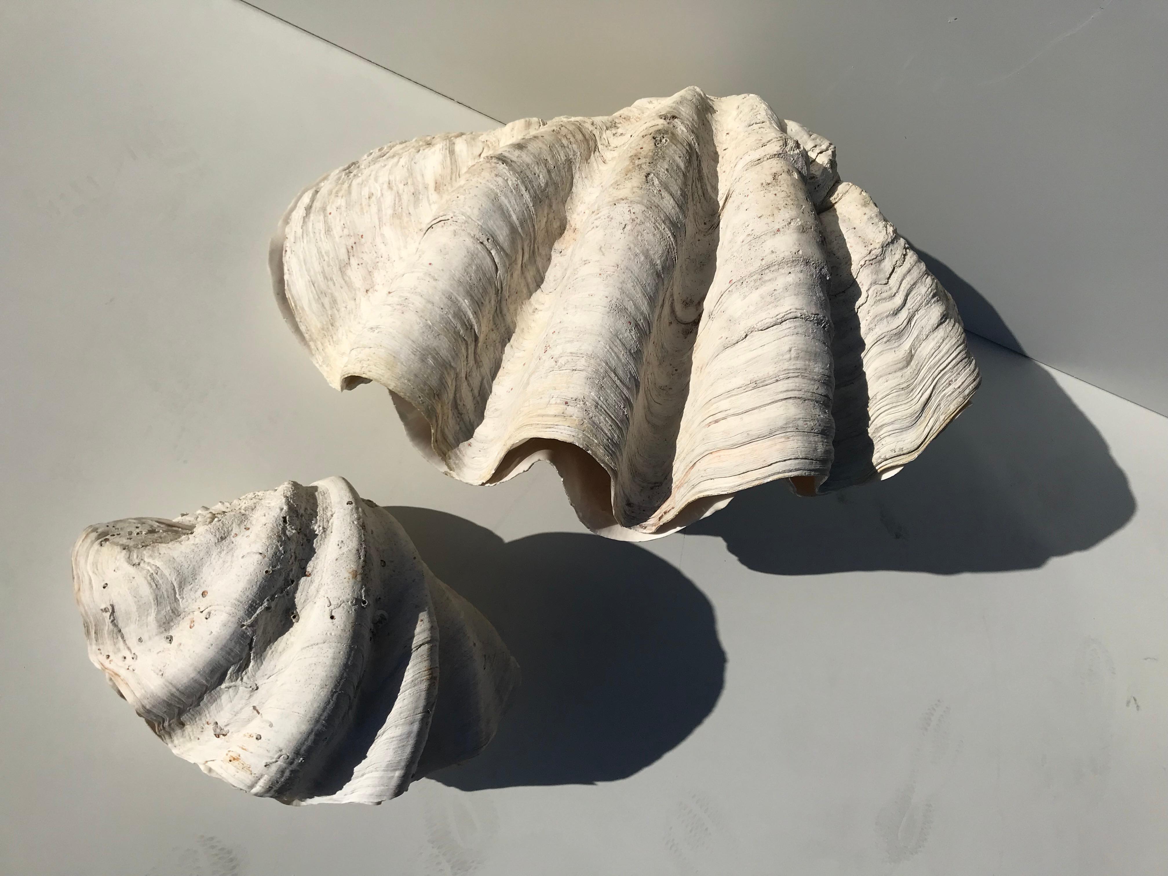 Giant Pair of Clam Shell 4