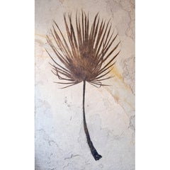 Giant Palm Frond Fossil, United States. Eocene Era