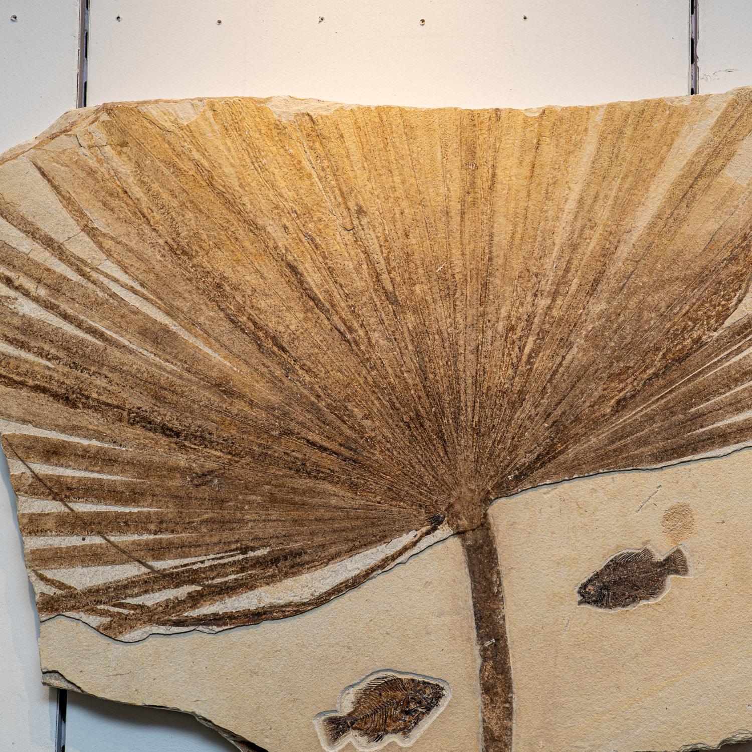 This large fossil plate is incredibly unique, featuring a long Diplomystus dentatus along with two Cockerellites (Priscacara) liops, fossilized in its natural matrix. The entire piece has been backed with wood for stability and convenient display.