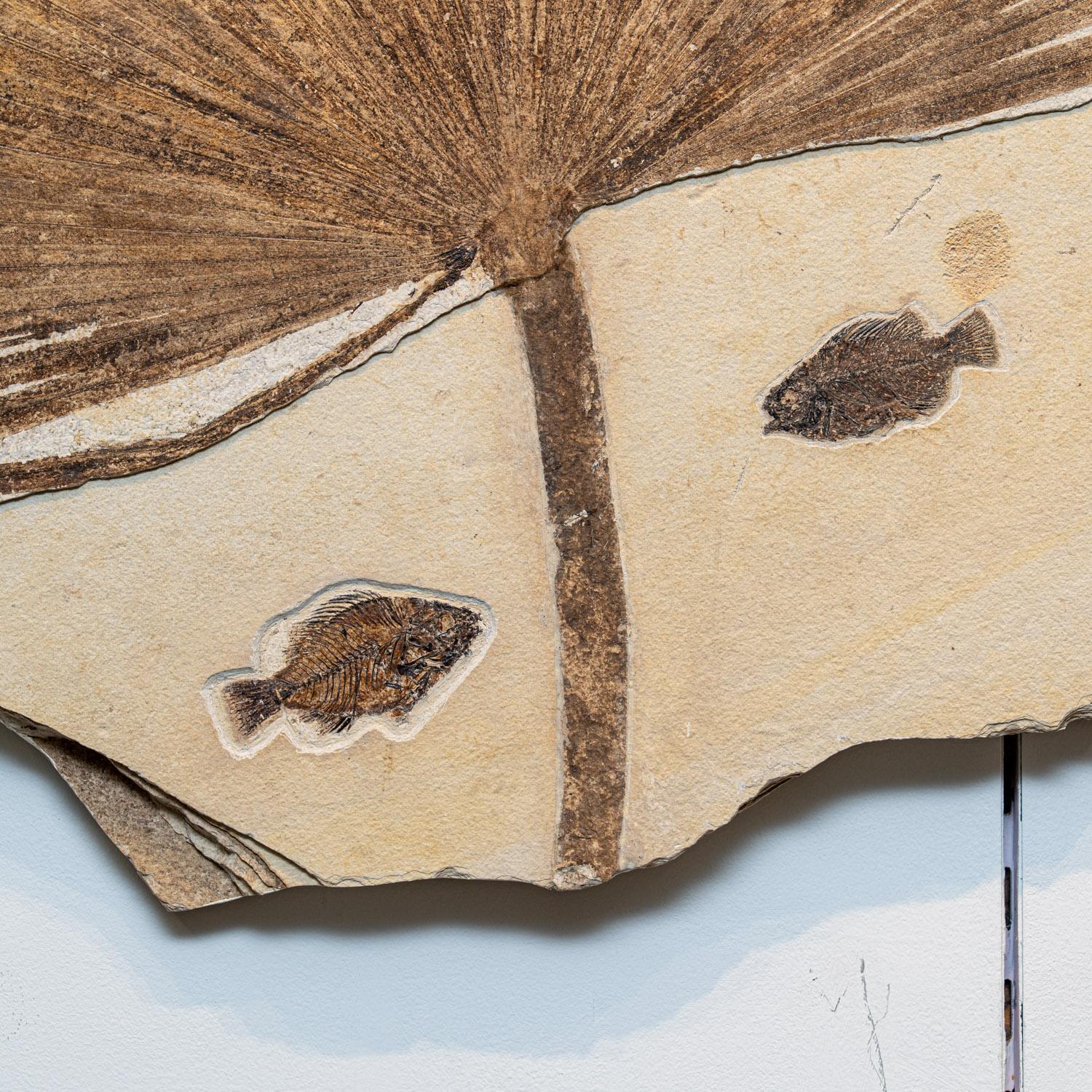 American Giant Palm Frond with Diplomytus Fish Fossil Plate For Sale