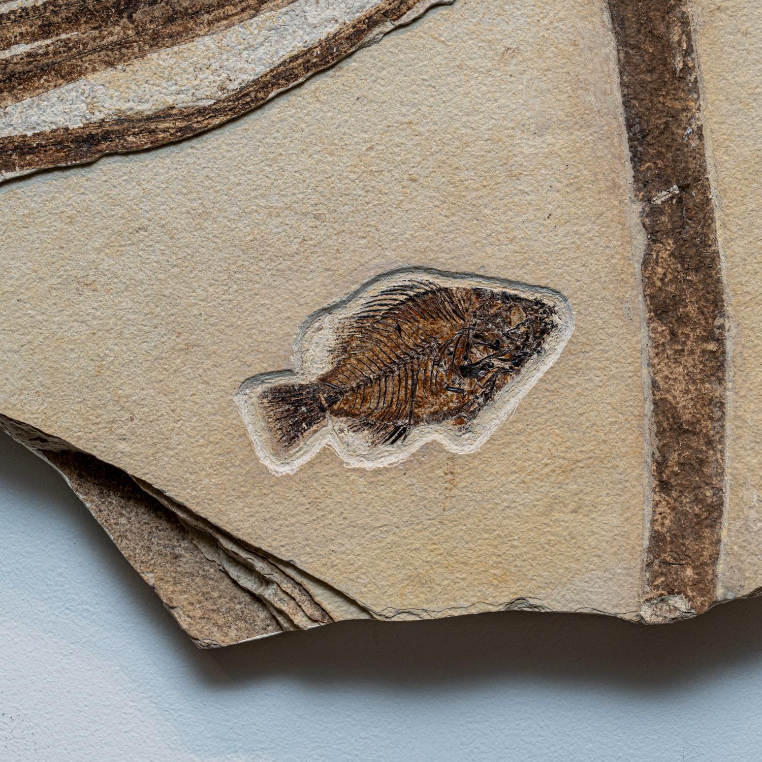 Giant Palm Frond with Diplomytus Fish Fossil Plate In Excellent Condition For Sale In New York, NY