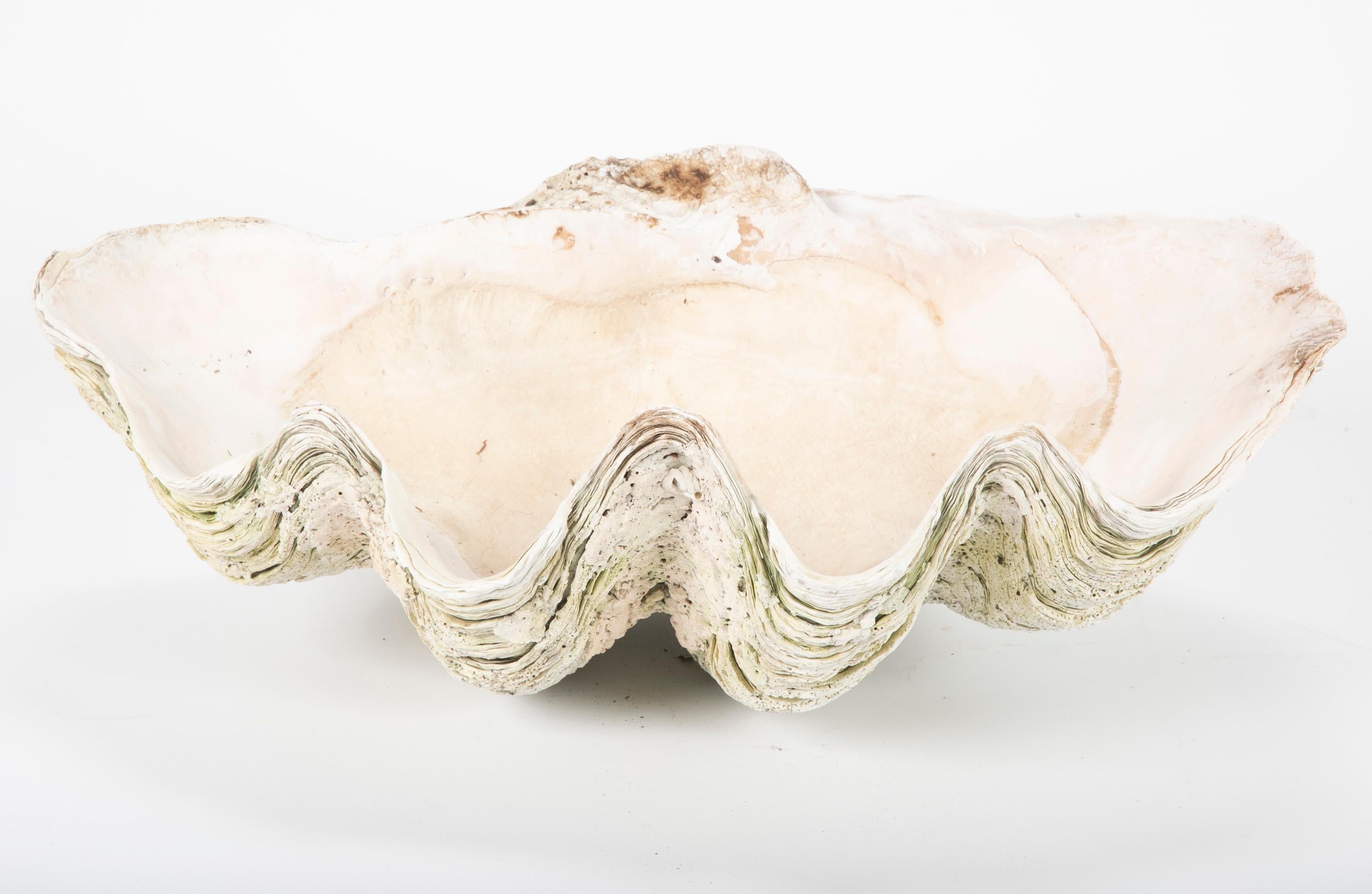 Wonderful example of a giant clam shell from the Indian Ocean. The bleached white color and high profile of the scallops make this a distinctive centerpiece or decoration. 
It could also, of course, be used as a bird bath. I have fond memories as a