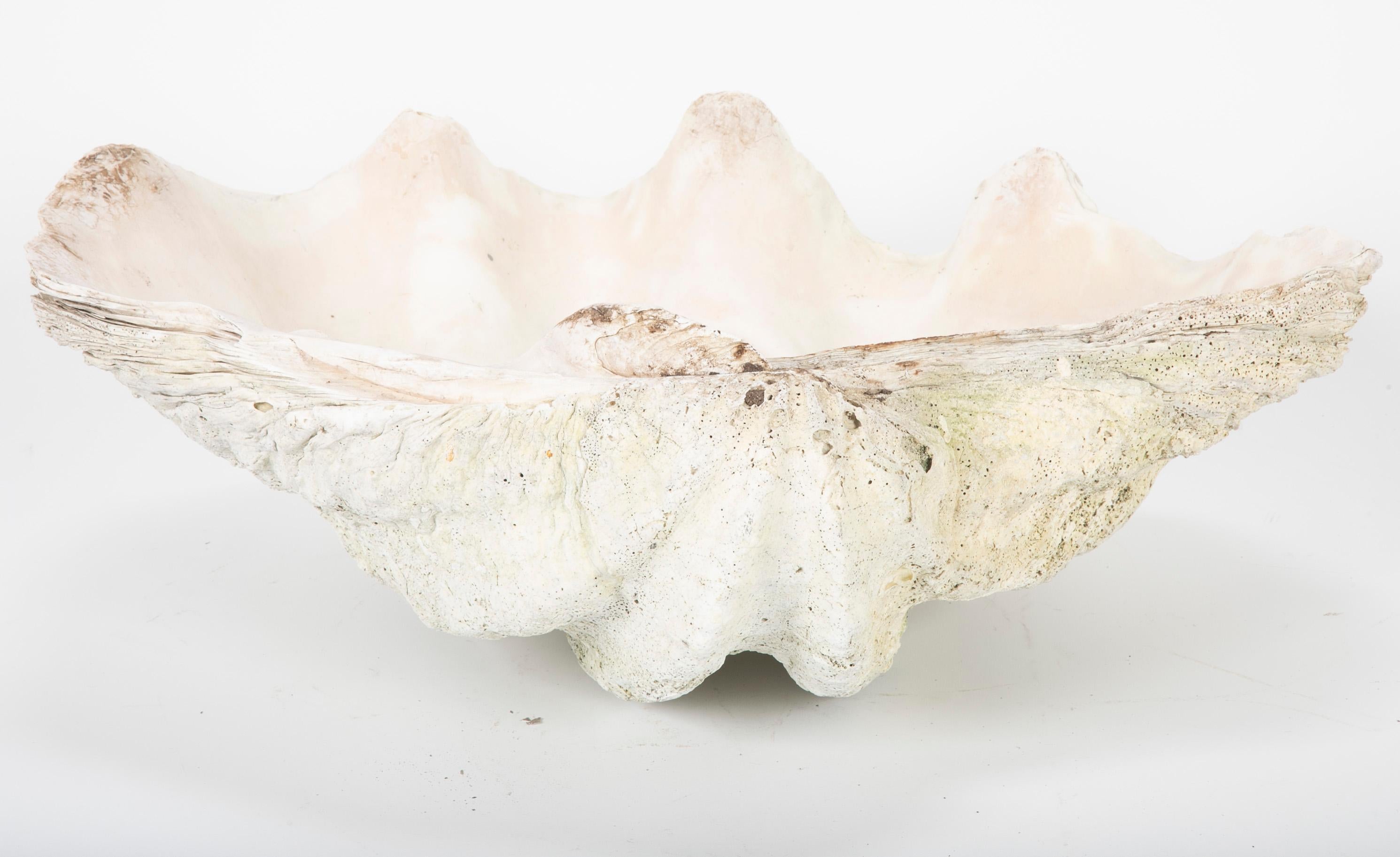 Indian Giant Scalloped Clam Shell Centerpiece