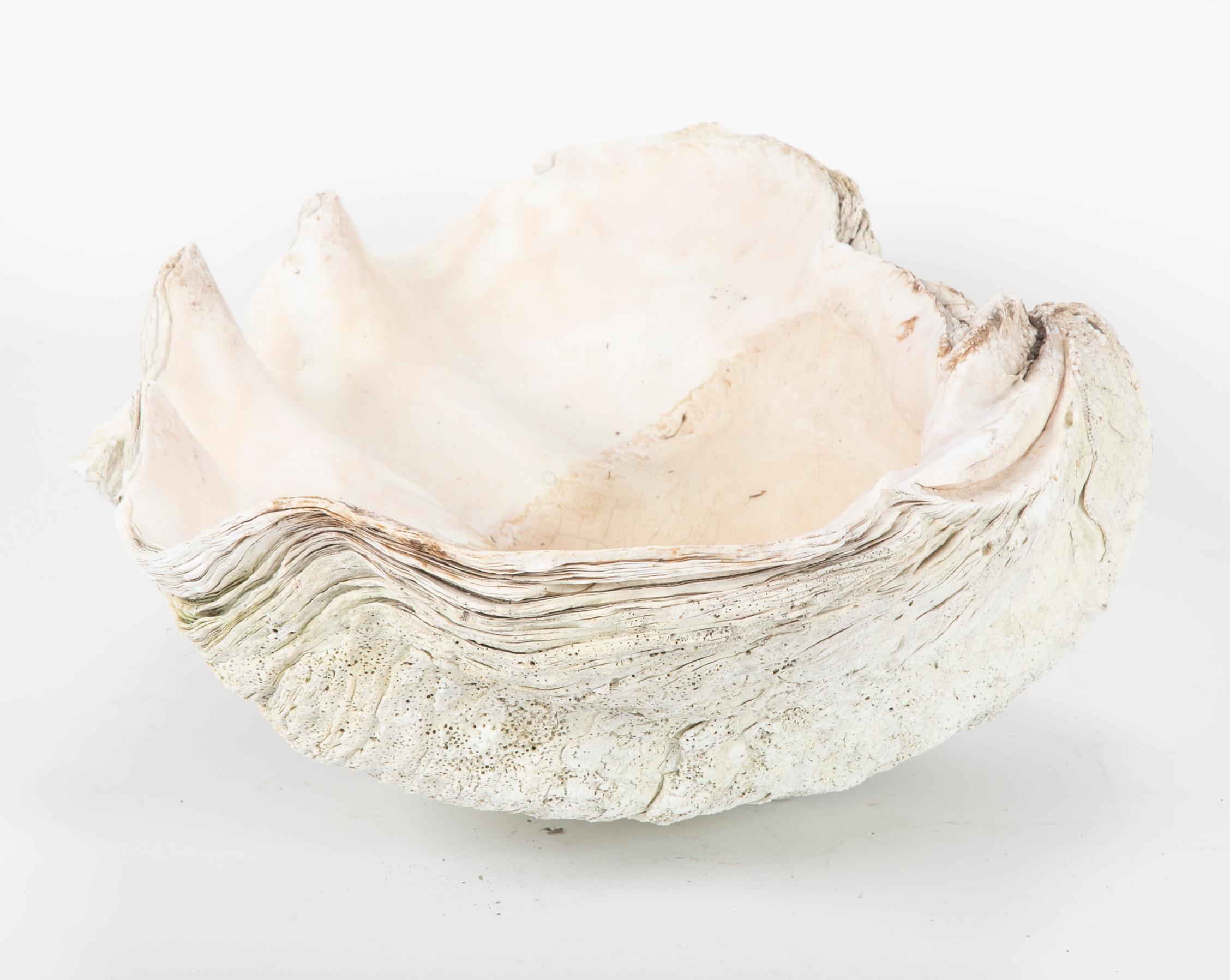 20th Century Giant Scalloped Clam Shell Centerpiece