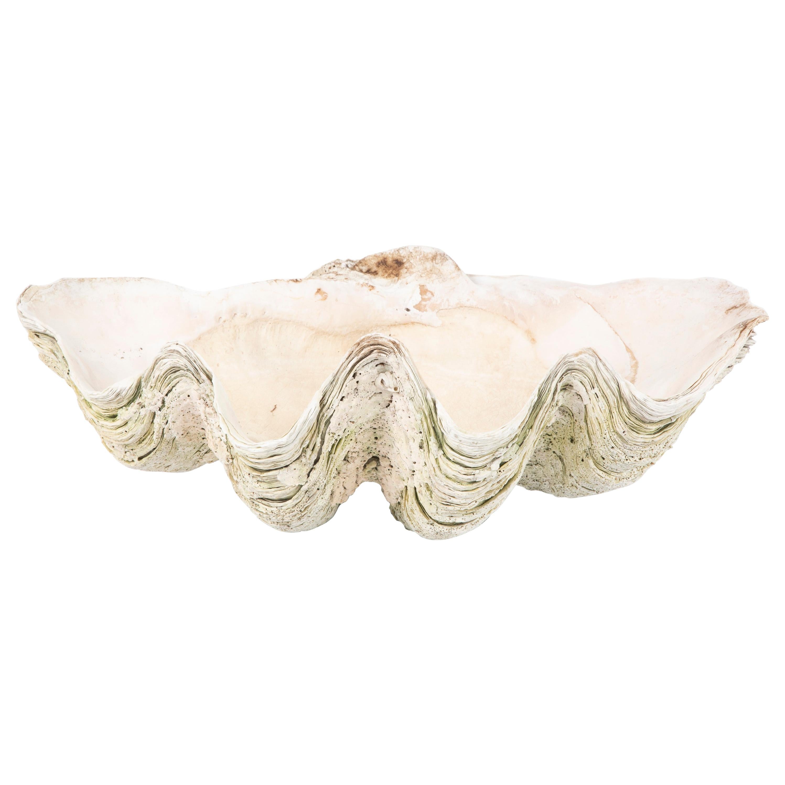 Giant Scalloped Clam Shell Centerpiece