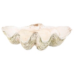 Vintage Giant Scalloped Clam Shell Centerpiece